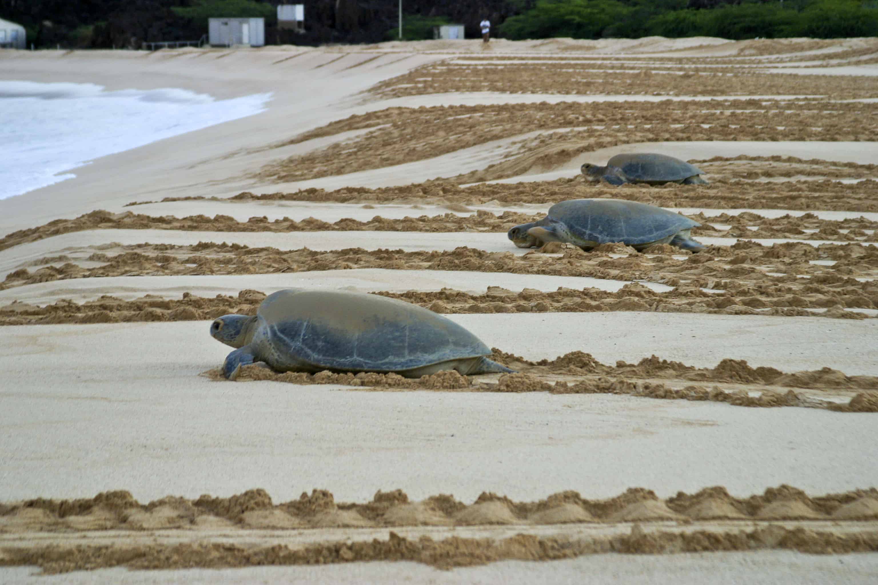 Green turtles return to sea after egg-laying on the main colony beach beside Georgetown. Copyright: Dr Mike Pienkowski