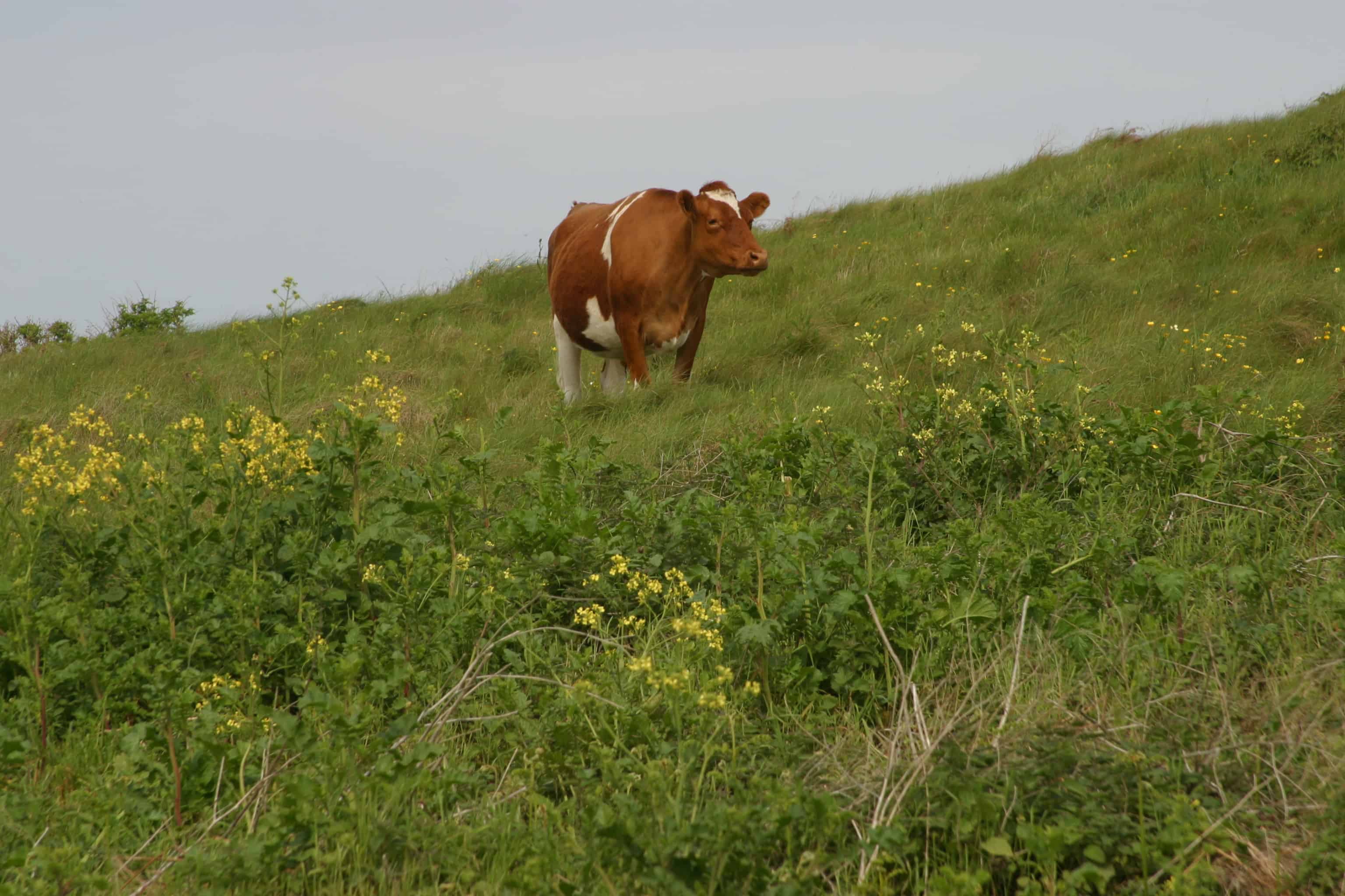 Cattle have long been part of the ecosystem on Alderney, and are important in maintaining the very rich flora and the animals that depend on these. Copyright: Dr Mike Pienkowski