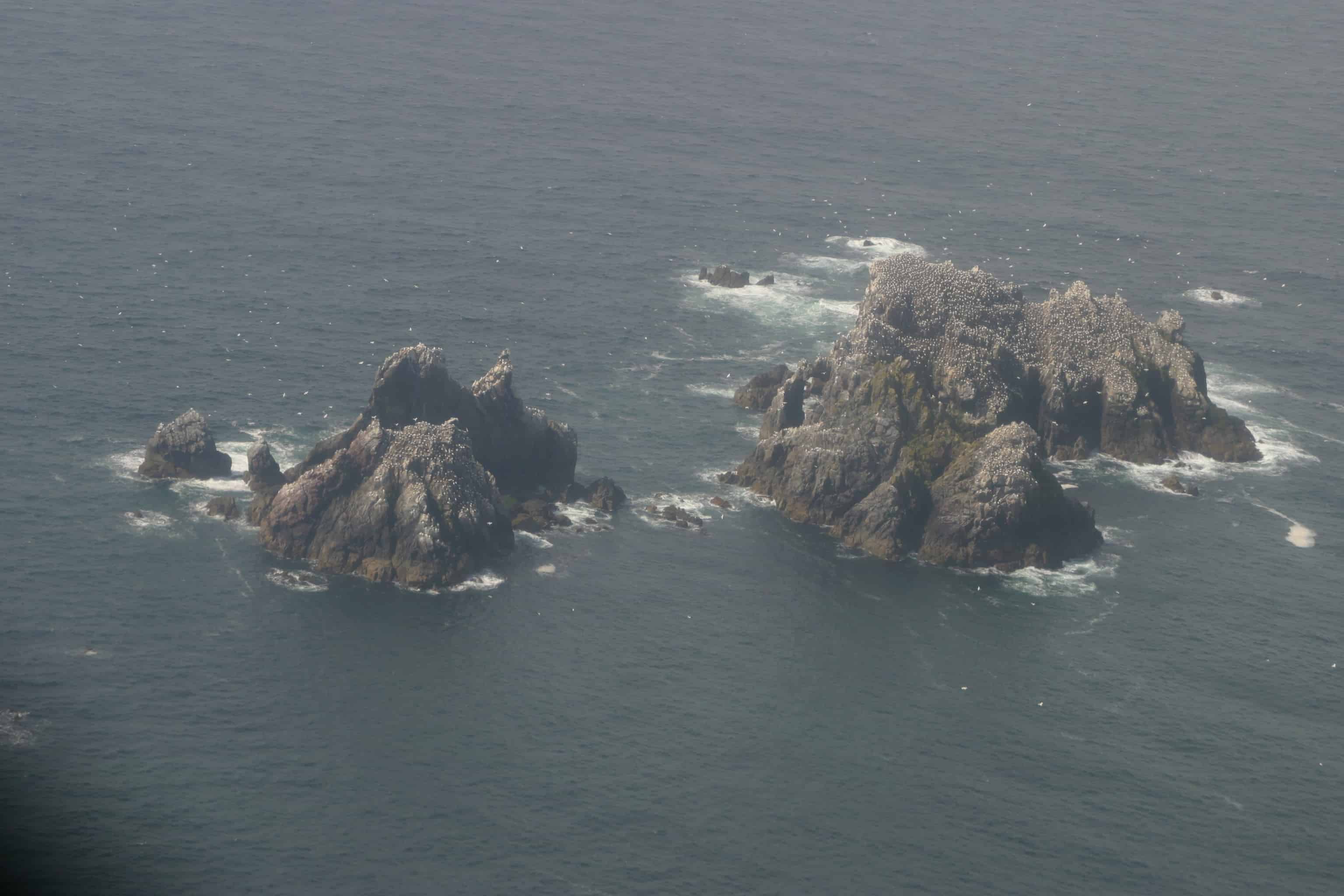 The gannetry on Les Etacs, just off SW Alderney