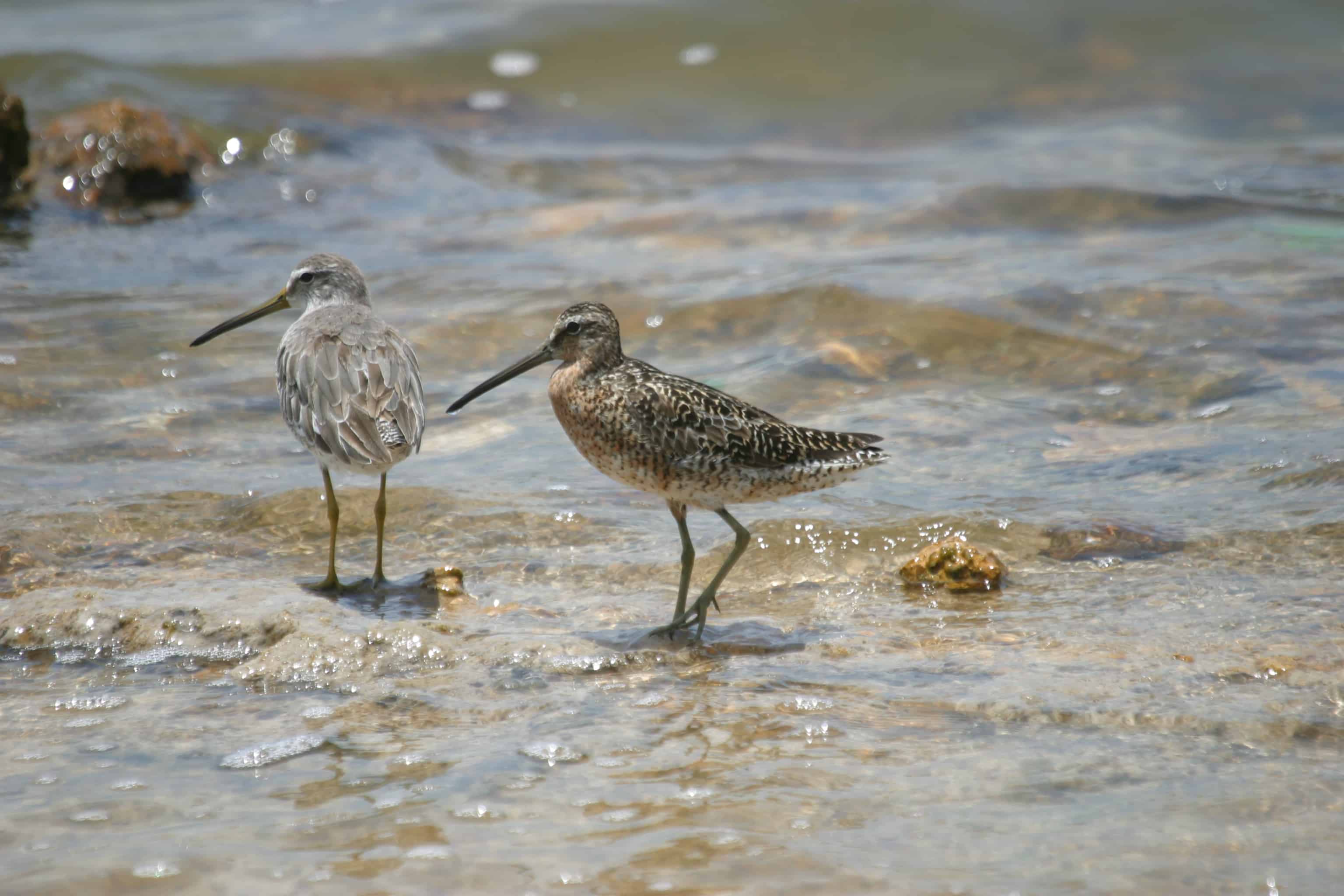 Short-billed dowitchers, migrant shorebirds from northern breeding grounds feed in the shallows: winter plumage on left and moulting into breeding plumage on right. Copyright: Dr Mike Pienkowski