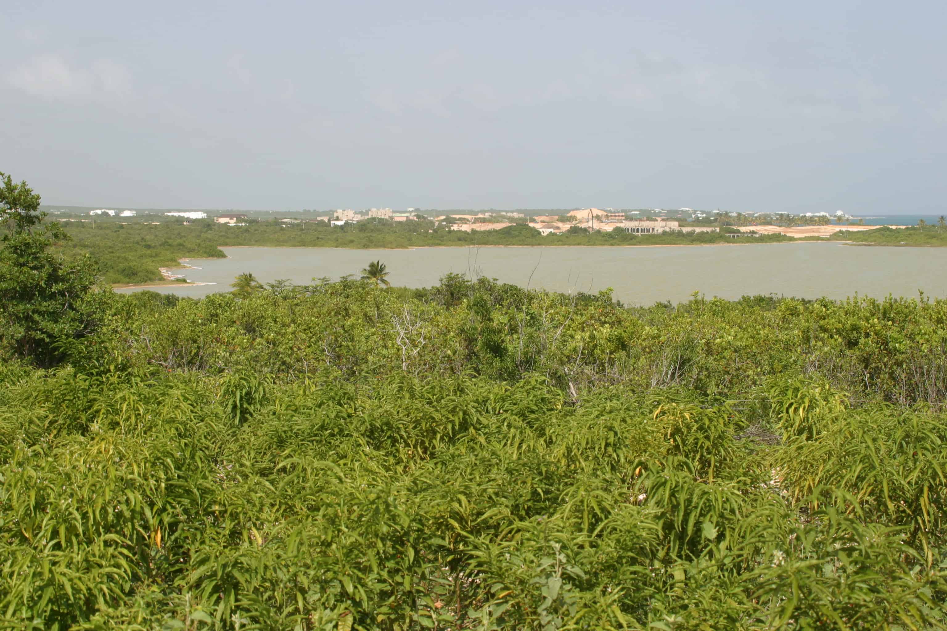 Long Pond, one of mainland Anguilla's ponds. Copyright: Dr Mike Pienkowski