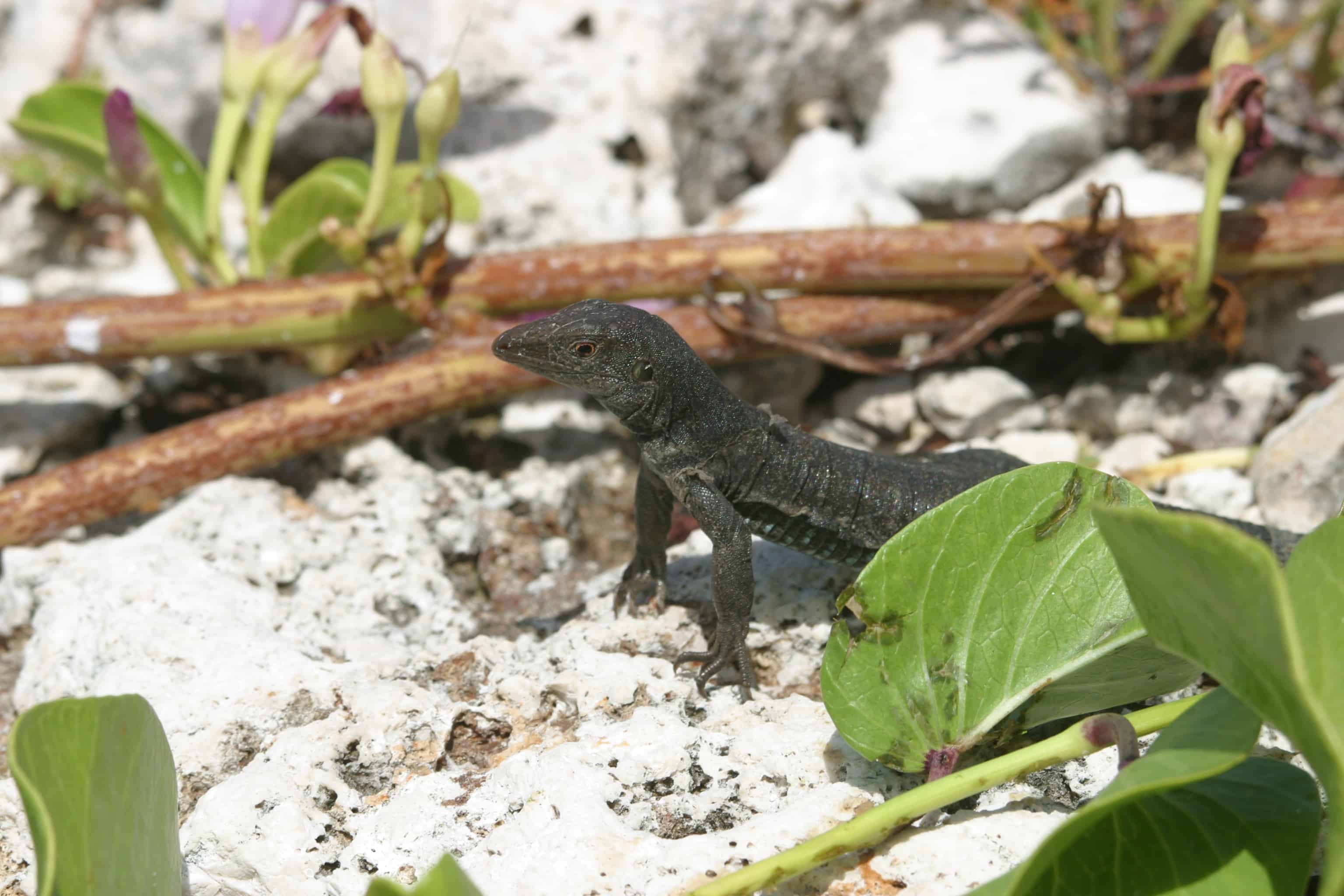 Black lizard, endemic to Sombrero Island. Copyright: Dr Mike Pienkowski