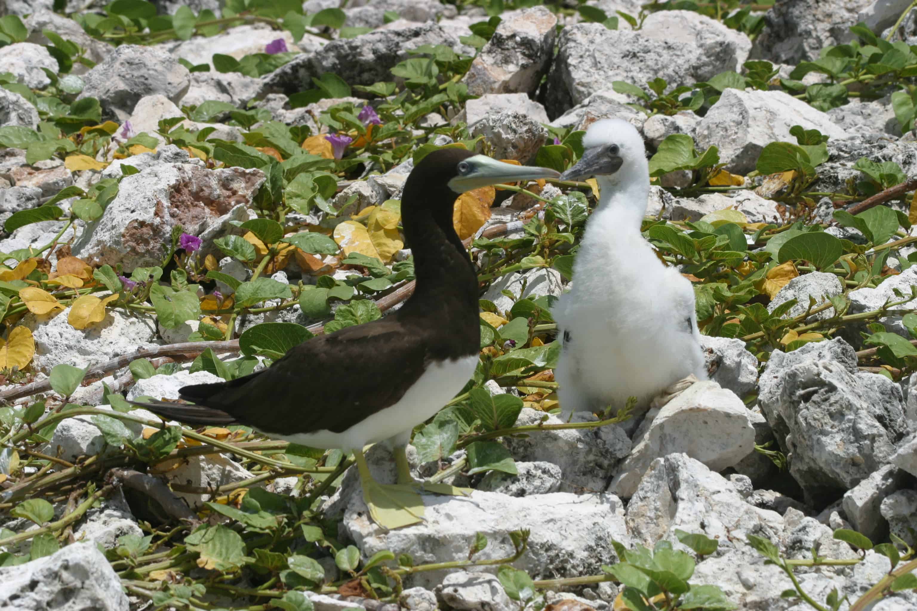 Brown booby with chick, Sombrero. Copyright: Dr Mike Pienkowski