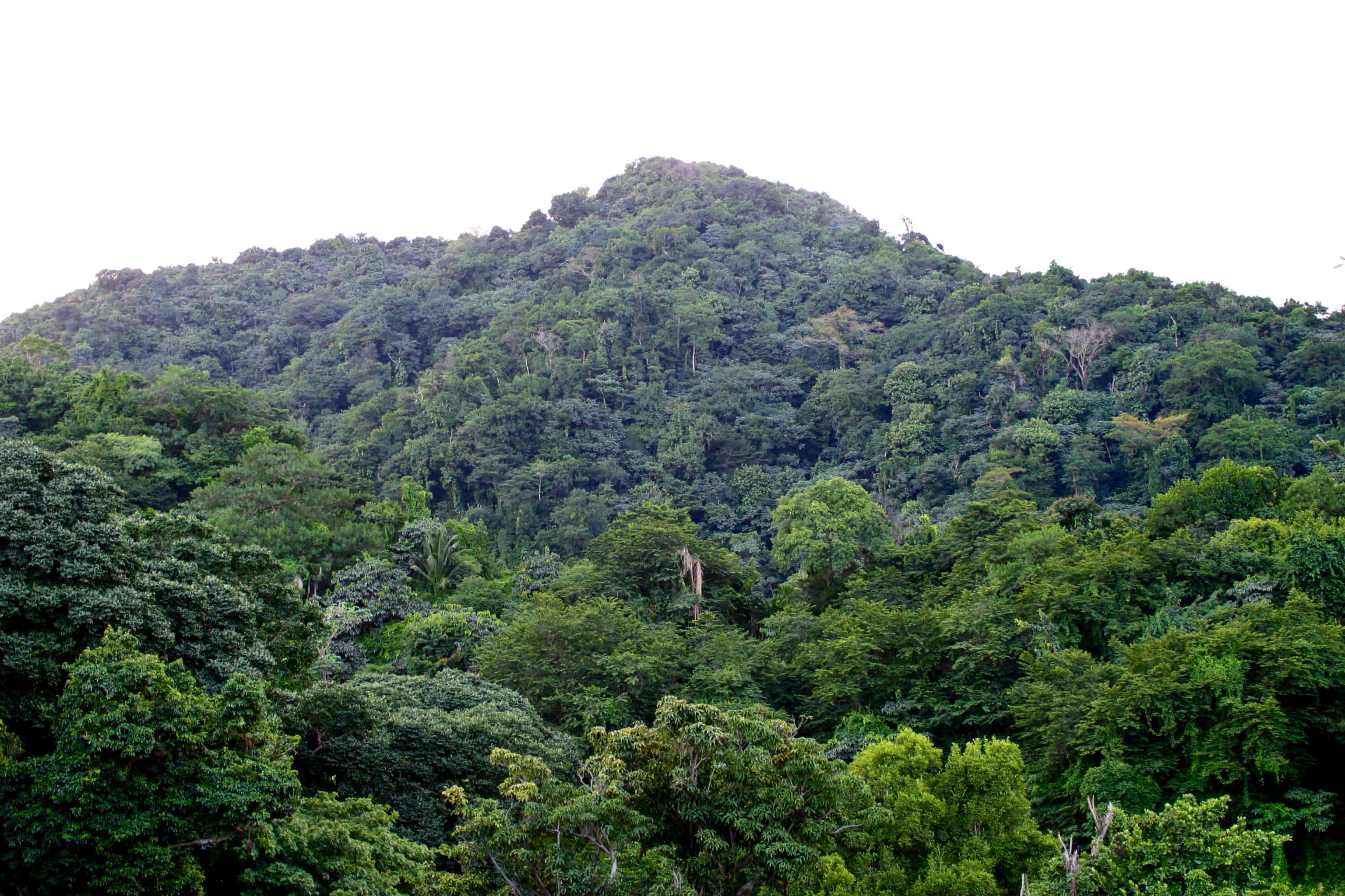 Centre Hills Forest Reserve: Copyright: Dr Mike Pienkowski