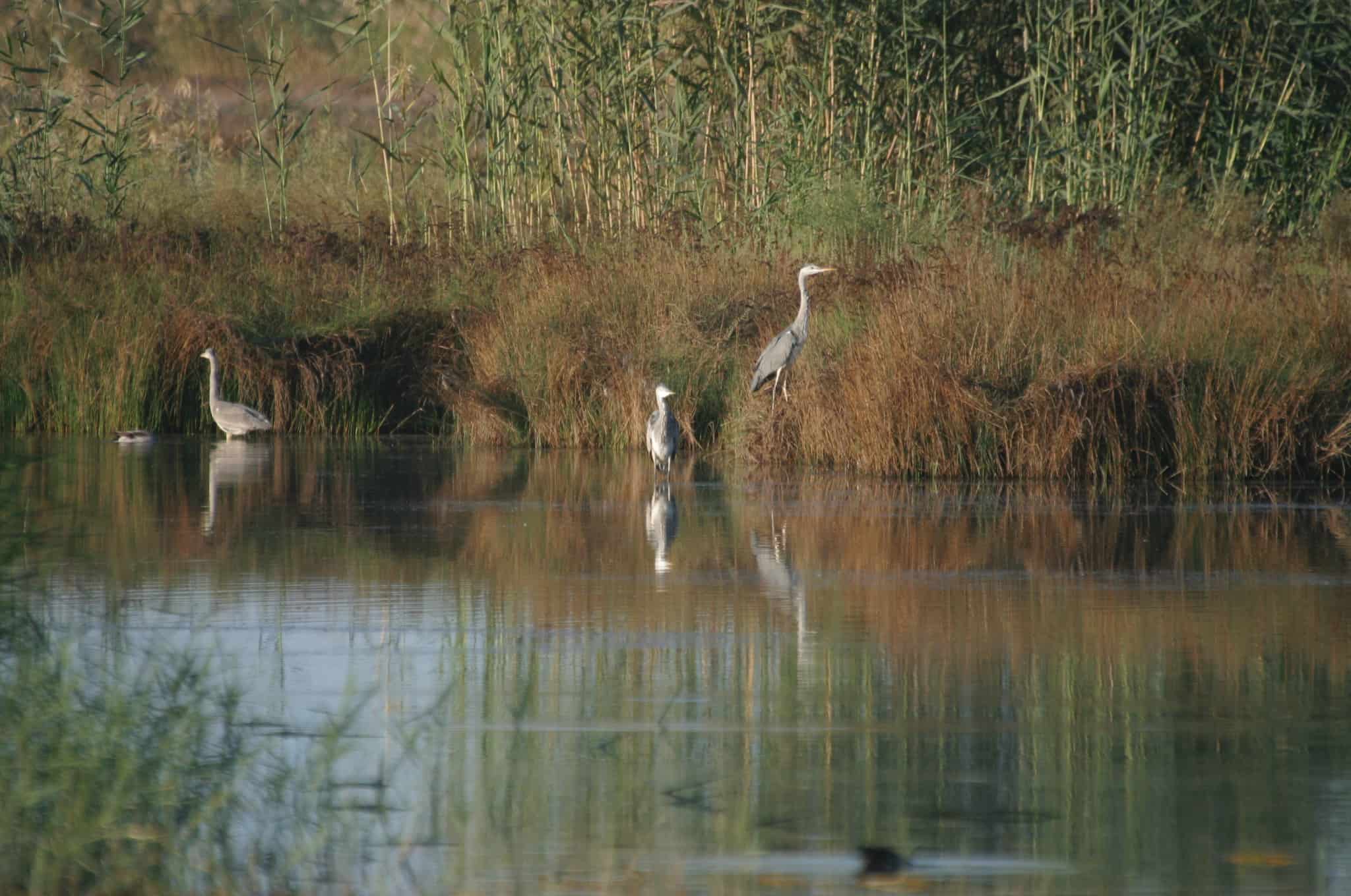 The SBAs hold a variety of habitats, here, herons in a marsh in the WSBA; copyright: Dr Mike Pienkowski