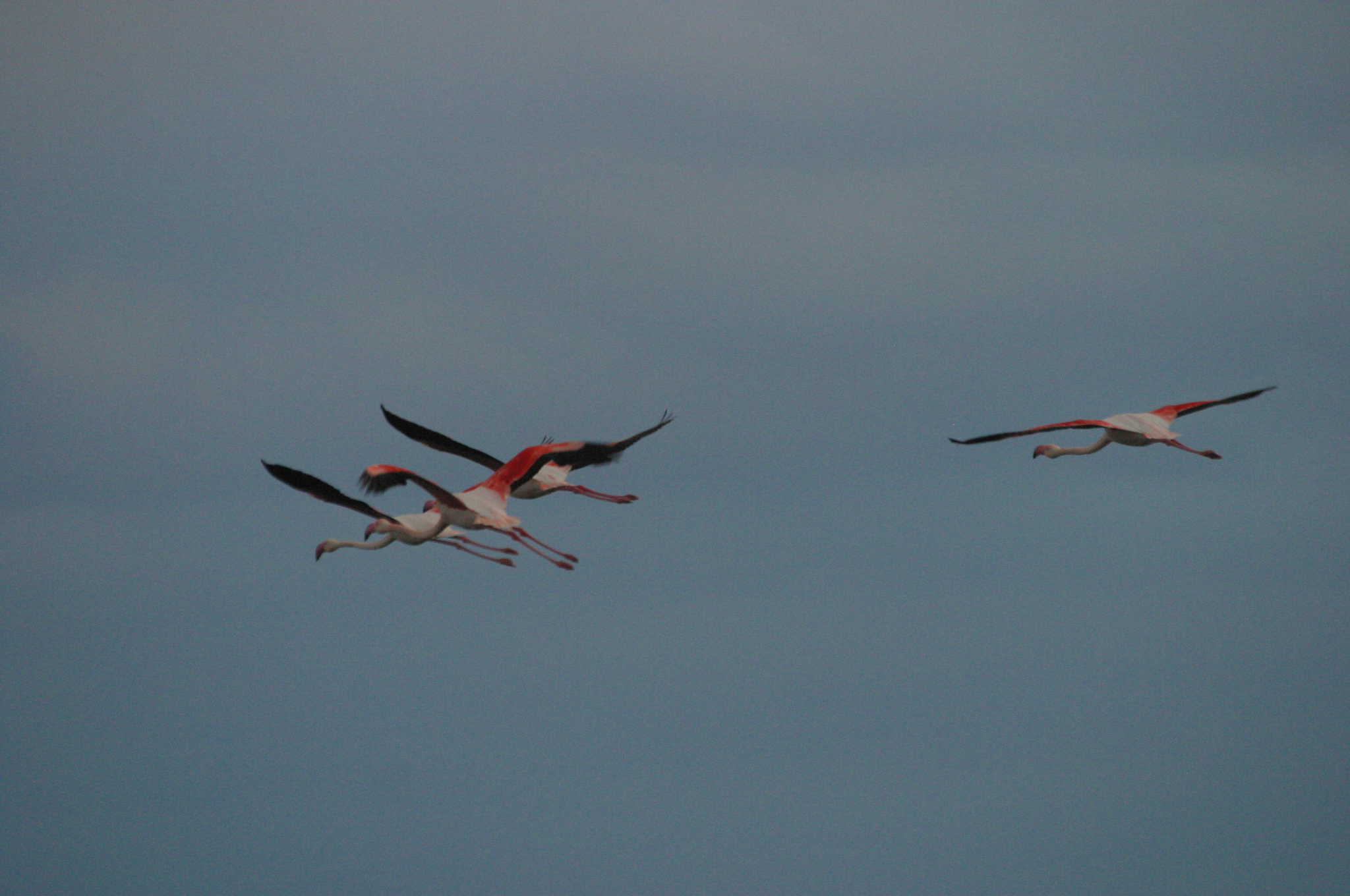 Flamingos over Salt Lake; Copyright: Dr Mike Pienkowski