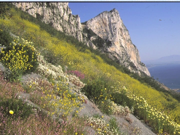 the former water catchment slopes have been cleared of their covering, allowing native plants to re-establish with management assistance. Copyright: HM Government of Gibraltar (HMGOG) / Gibraltar Ornithological & Natural History Society (GONHS).