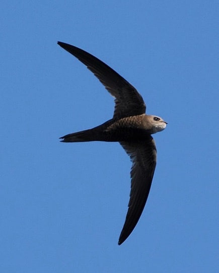 Pallid swift; Copyright: HMGOG/GONHS.