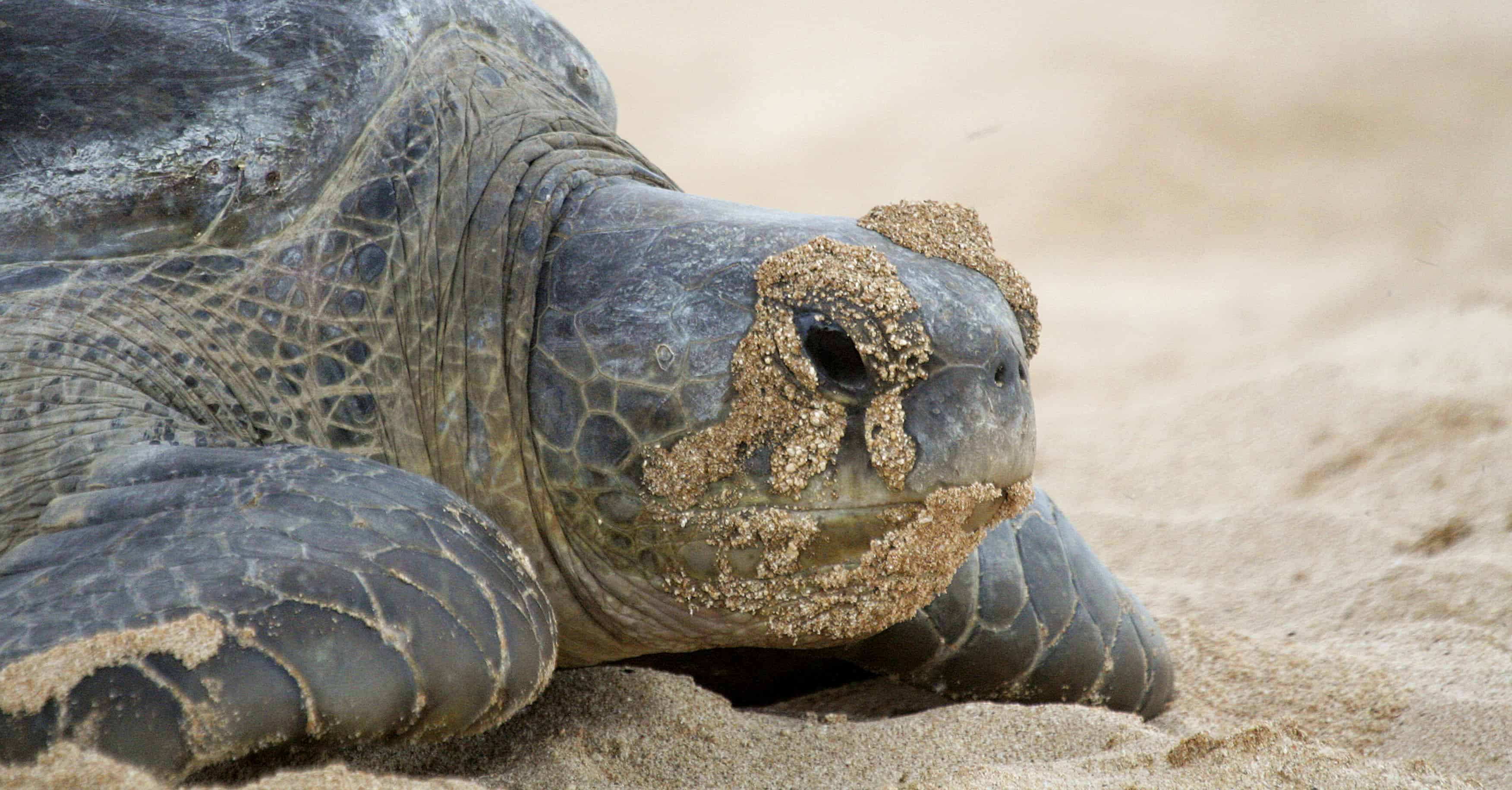 Green turtle on Ascension Island; Copyright: Dr Mike Pienkowski