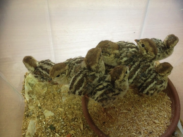 Barbary partridge chicks reared as part of a restocking programme; Copyright: HMGOG/GONHS.