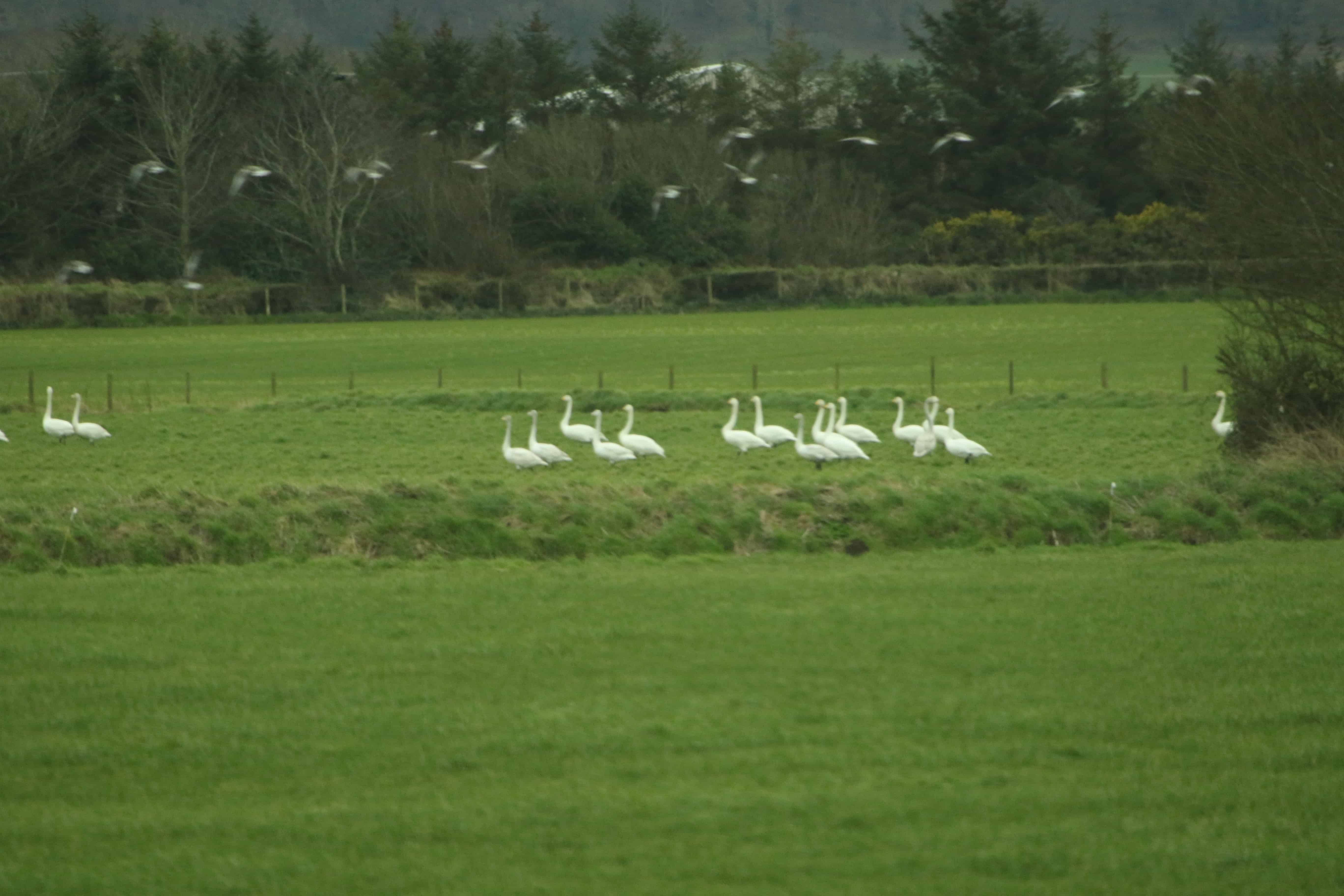 Wintering whooper swans, with greylag geese taking off behind them, feeding in the fields of The Ayres; Copyright: Dr Mike Pienkowski