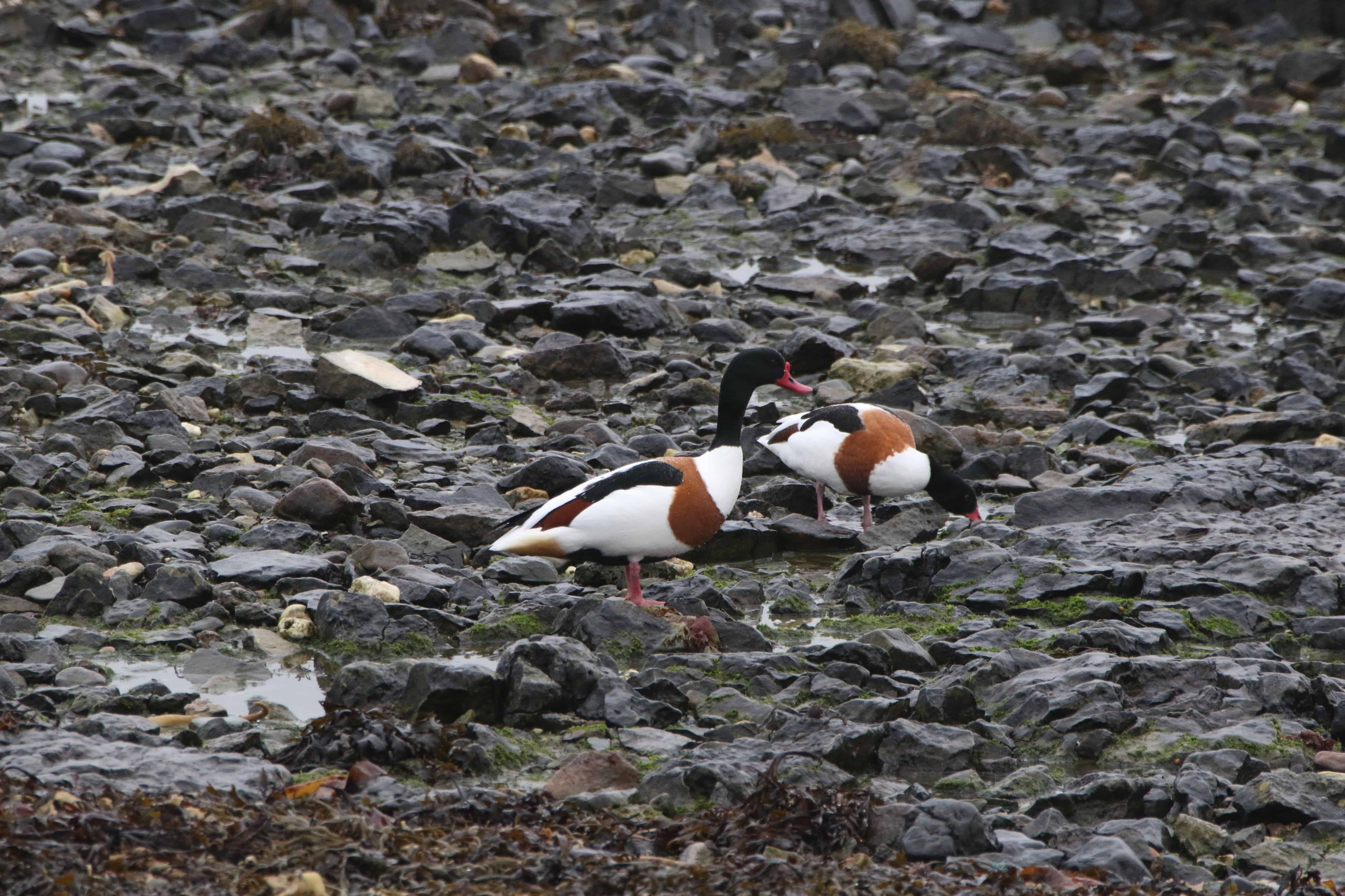 Male shelduck stands guard as his mate (who undertakes egg-production and incubation) feeds in the intertidal at Langness. Copyright: Dr Mike Pienkowski.