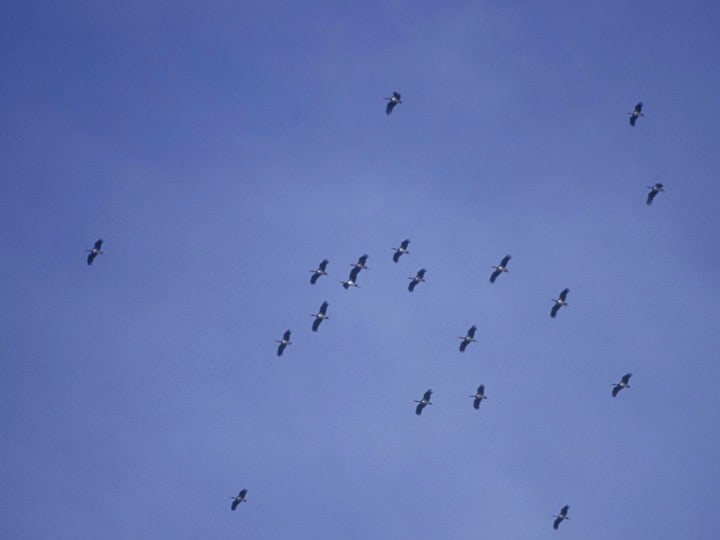 Black storks migrate through along the Strait of Gibraltar