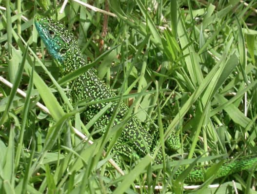 Male western green lizard at L’Ouaisné Common, Jersey. Copyright: Paul Edgar/ARC.