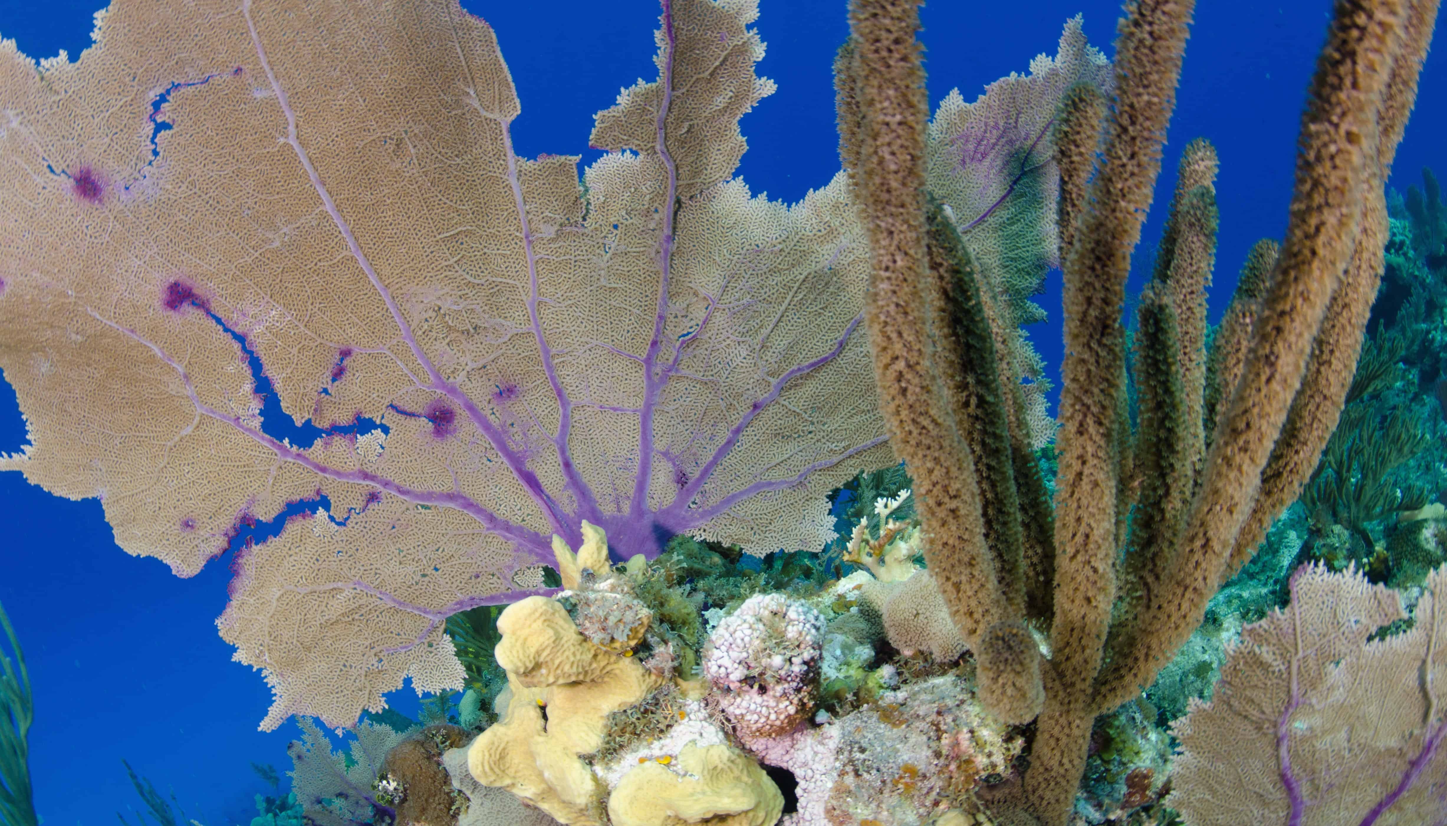 A purple sea fan Gorgonia ventalina with a lettuce coral Undaria agaricites underneath it and a porous sea rod Pseudoplexaura spp; Copyright: Diana Schmitt/CCMI