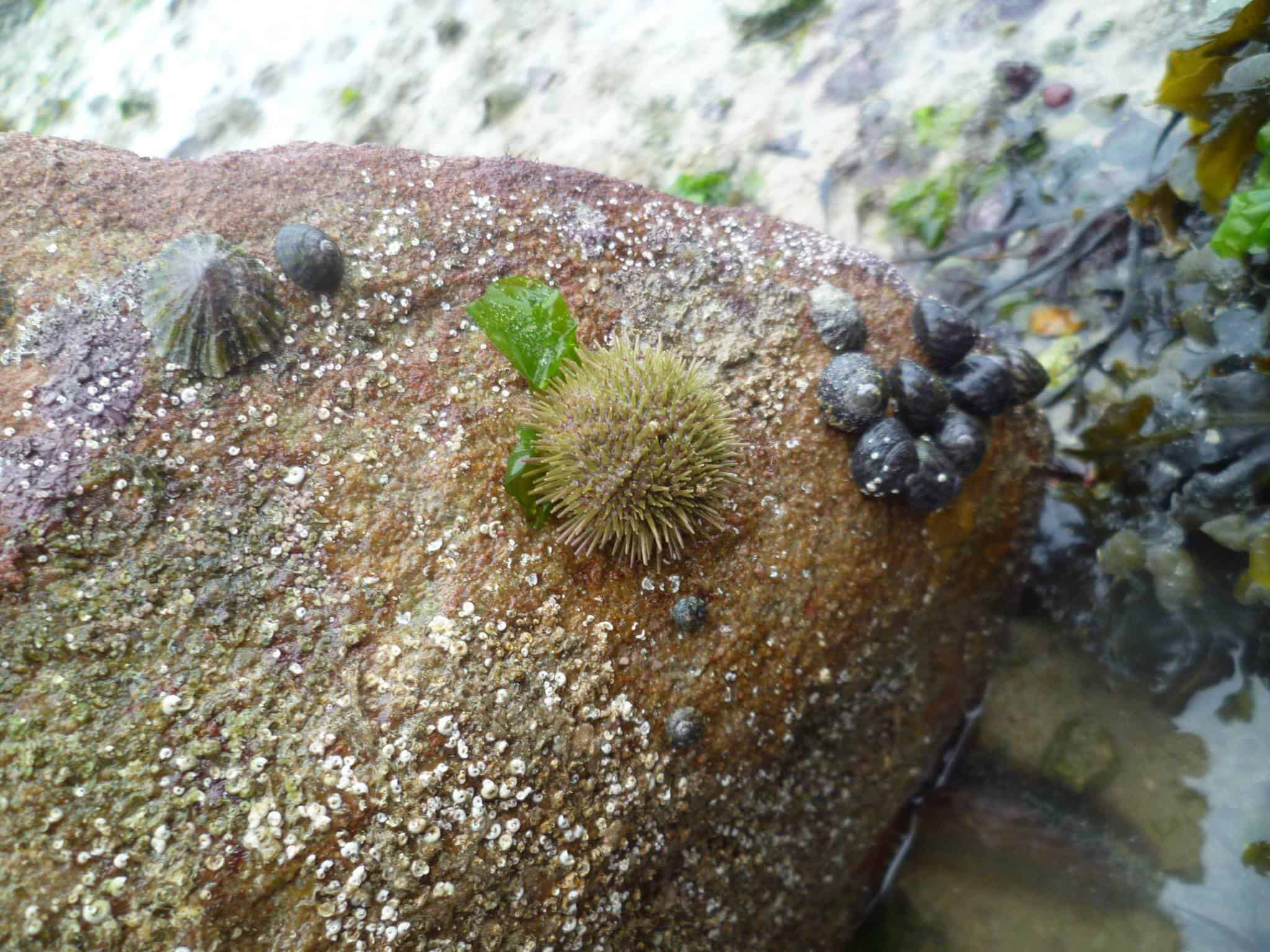 A sea urchin, limpets, and periwinkles on a tidal rock. Copyright: Alderney Wildlife Trust