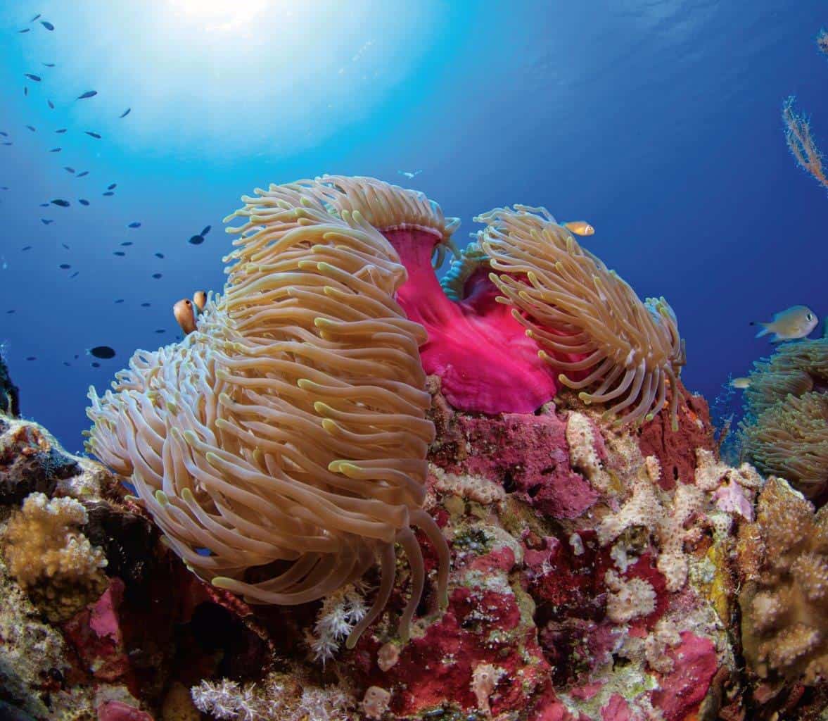 Reef life, BIOT Copyright: Stewart McPherson