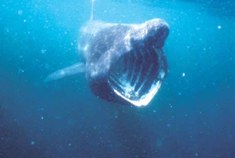 Basking shark. Copyright: Isle of Man Government