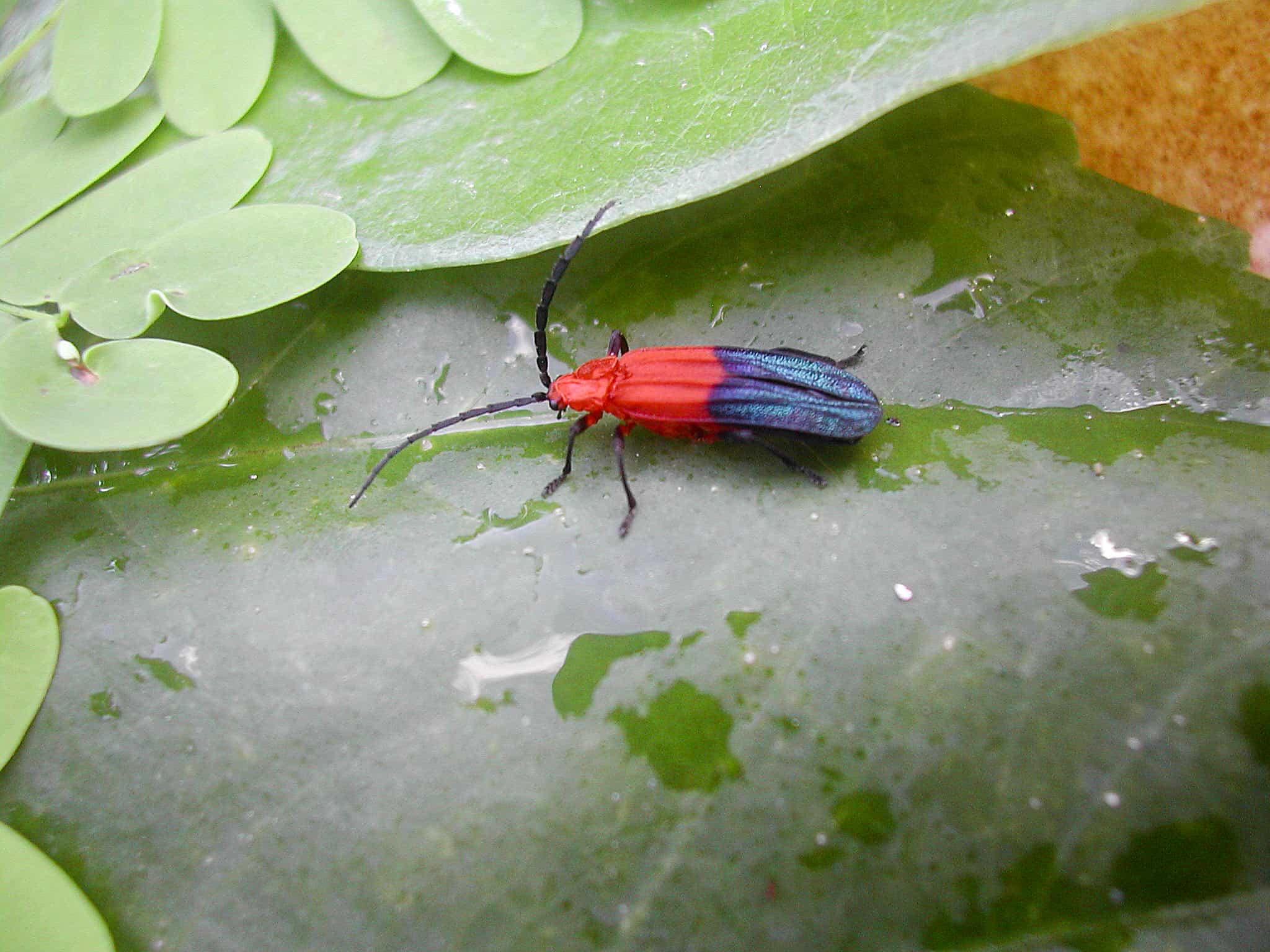 Thonalmus, one of Montserrat's endemic beetles. Copyright: Dr Mike Ivie, Montana State University