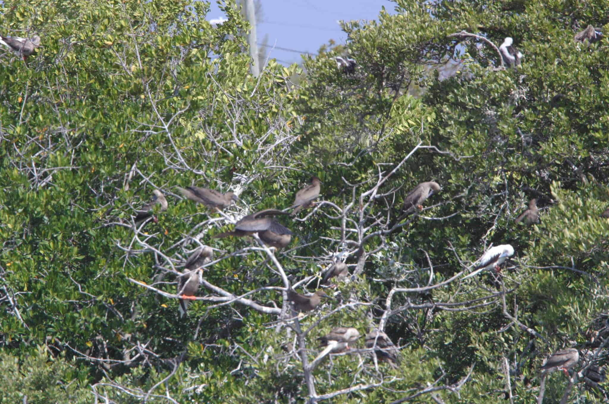 Red-footed and brown boobies nesting in a small part of the colony at Booby Pond Ramsar Site, Little Cayman.