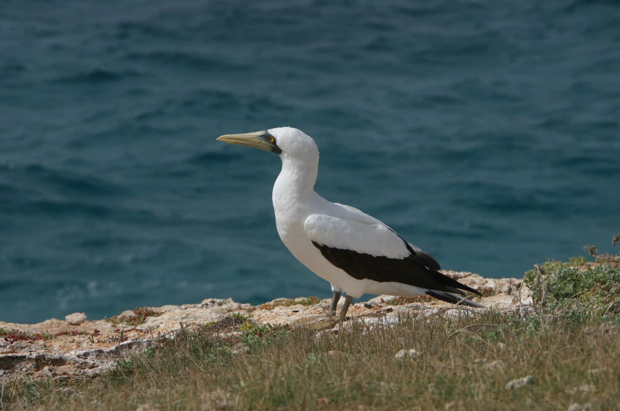 Masked booby at Sombrero; Copyright: Dr Mike Pienkowski