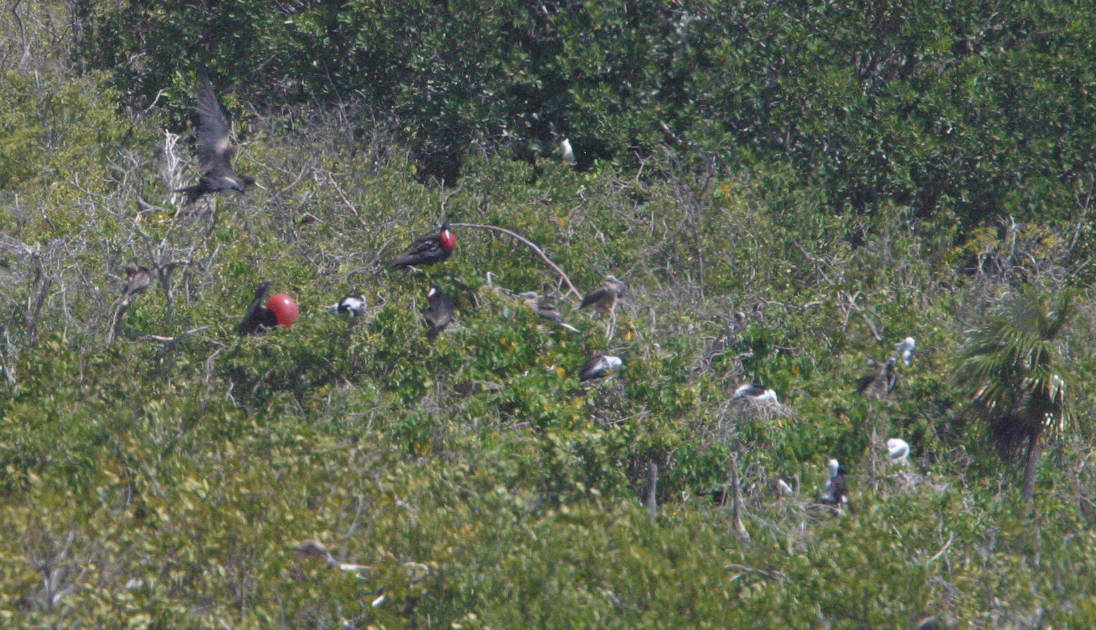 Magnificent frigatebirds nest at the same Site, with several males here displaying against each other by inflating their red throat sacs. Copyright: Dr Mike