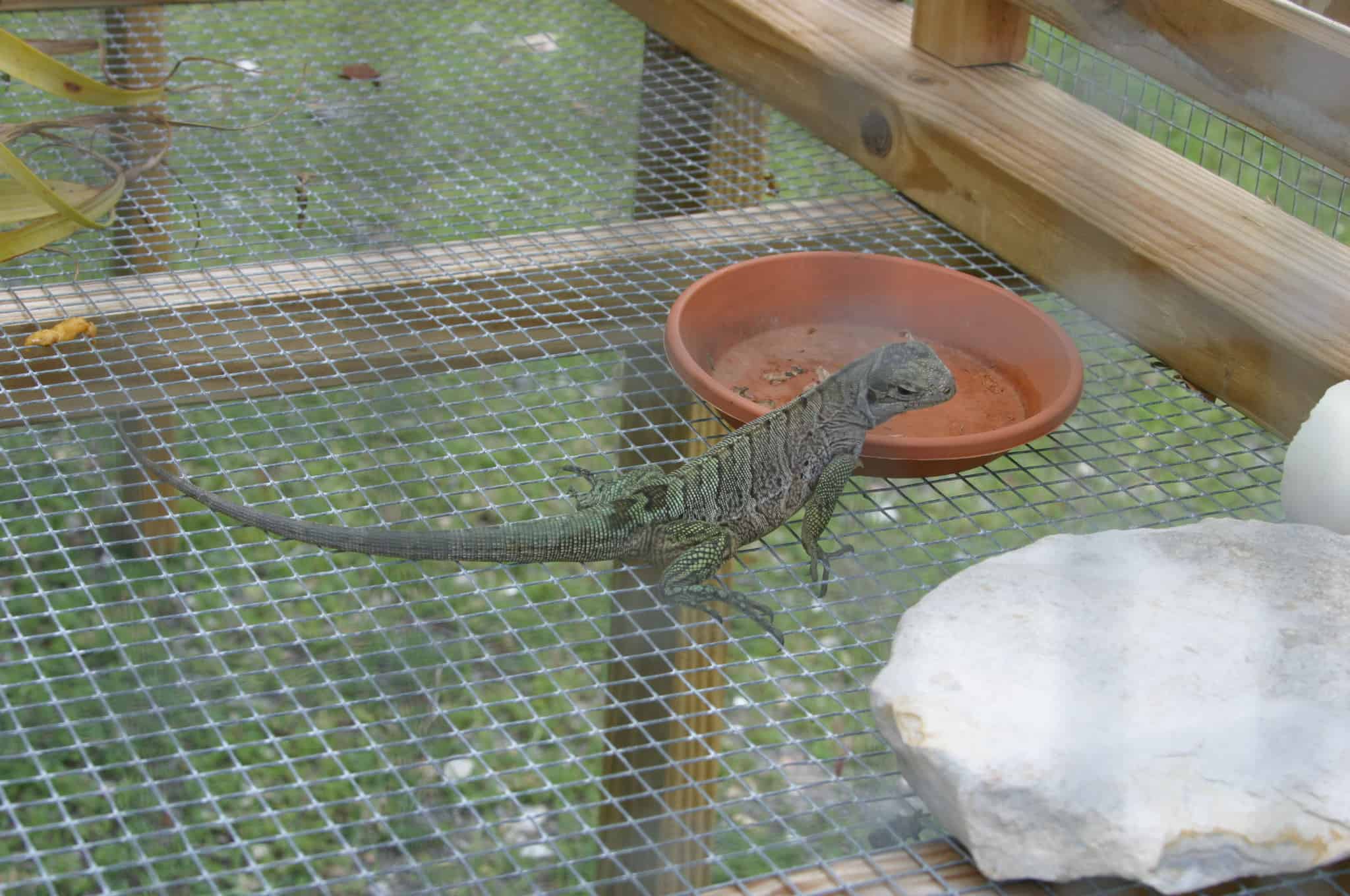 Rock iguana at head-start facility at Anegada. Copyright: Dr Mike Pienkowski