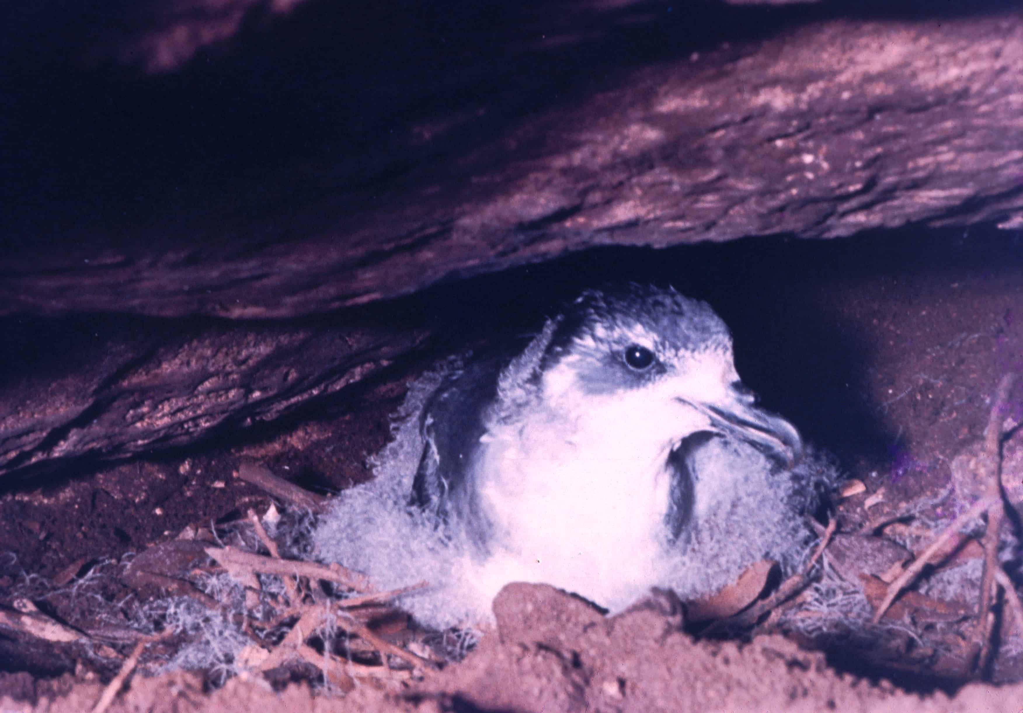 Cahow or Bermuda petrel in nest burrow. Copyright: Sir Richard Ground;