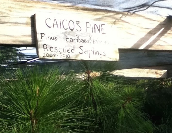 Turks and Caicos native plant nursery on North Caicos features about 100 species of plants and is also the base for the Caicos Pine Recovery project; Copyright: UKOTCF