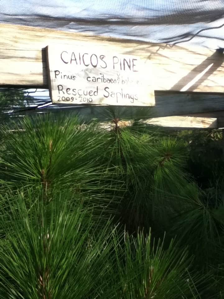 Caicos pine nursery on North Caicos; Copyright: UKOTCF