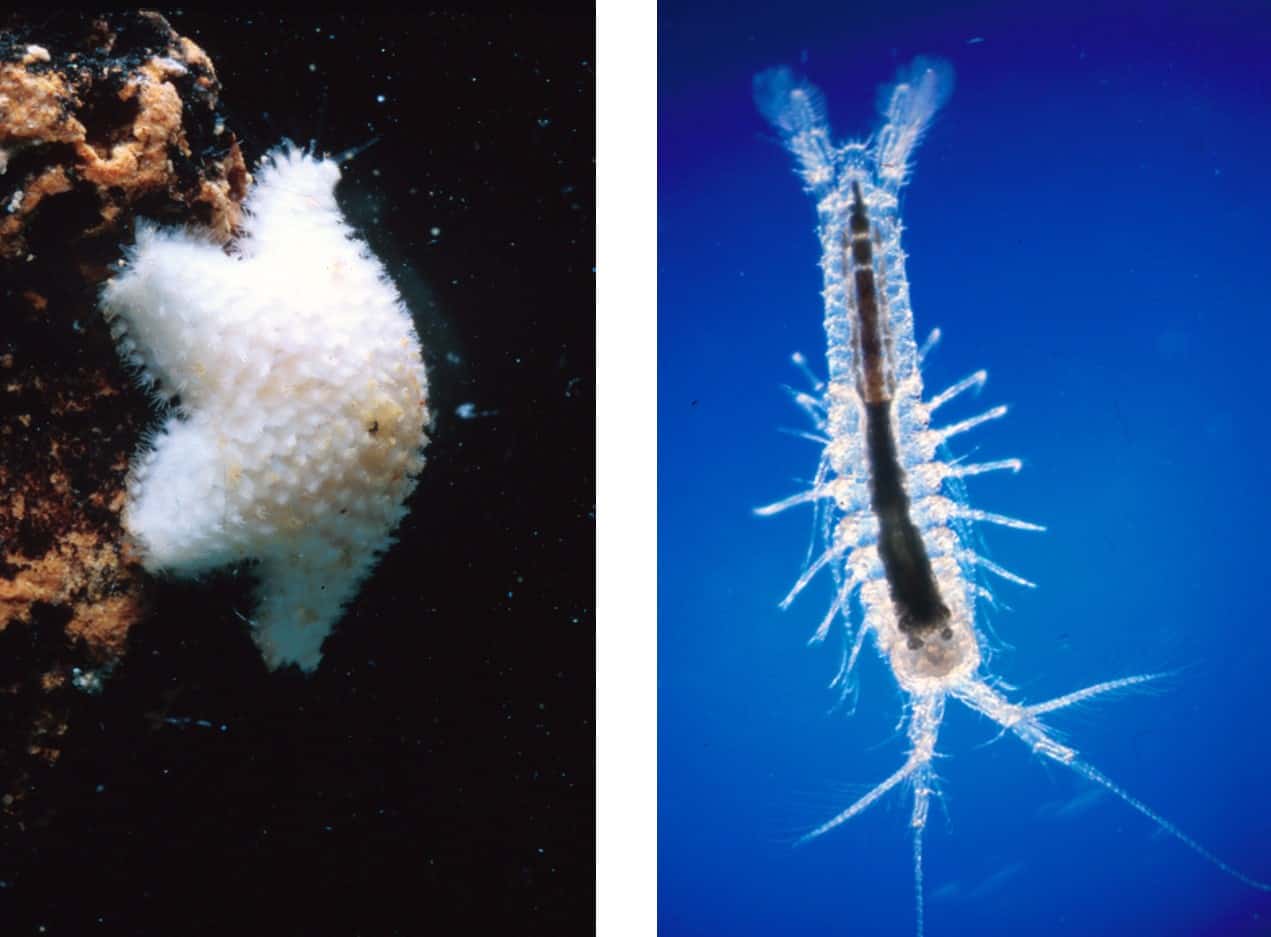 Two of the many cave endemic species. Copyright: Bermuda Zoological Society / UKOTCF