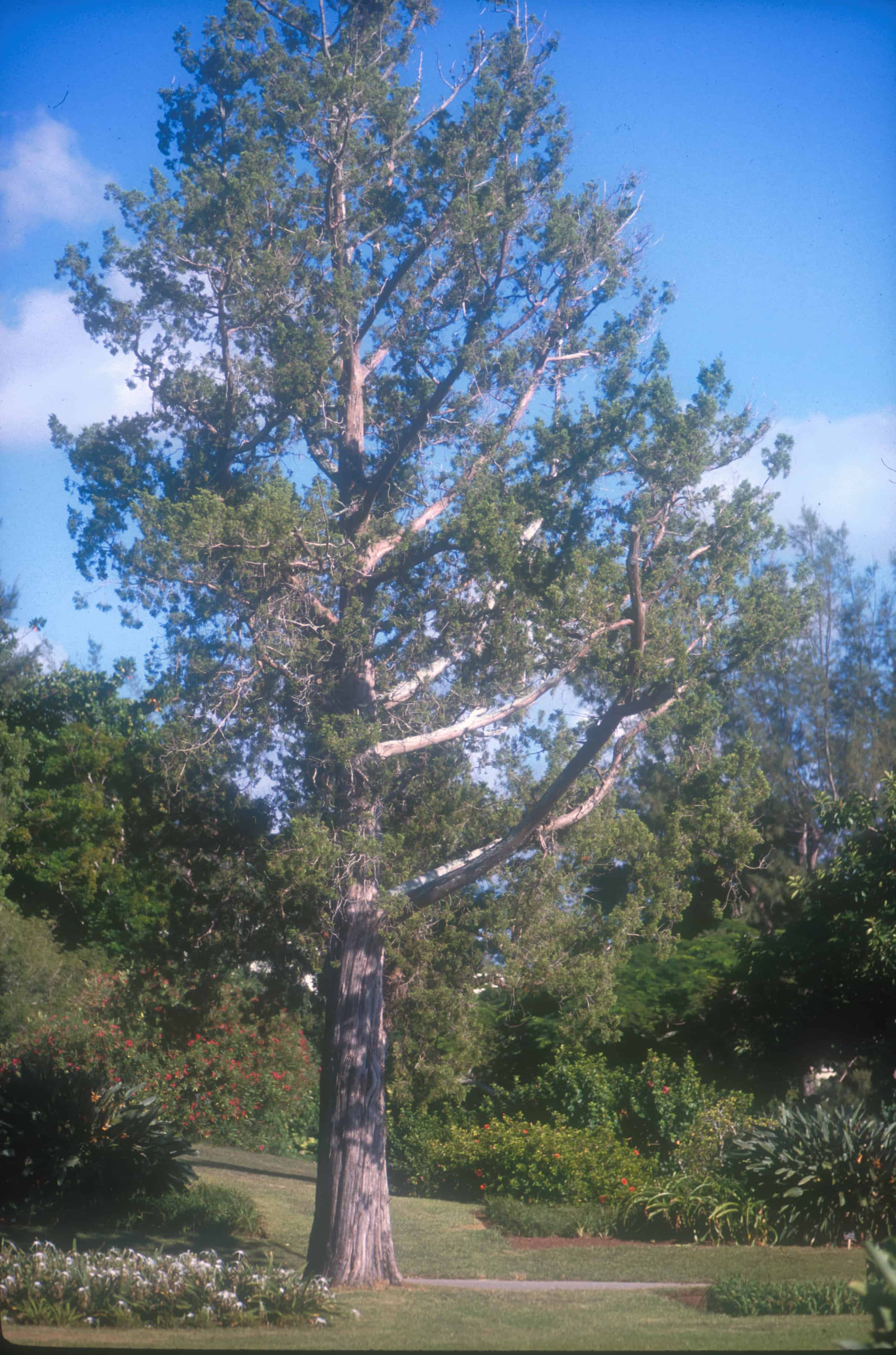 Bermuda cedar; Copyright: Sir Richard Ground