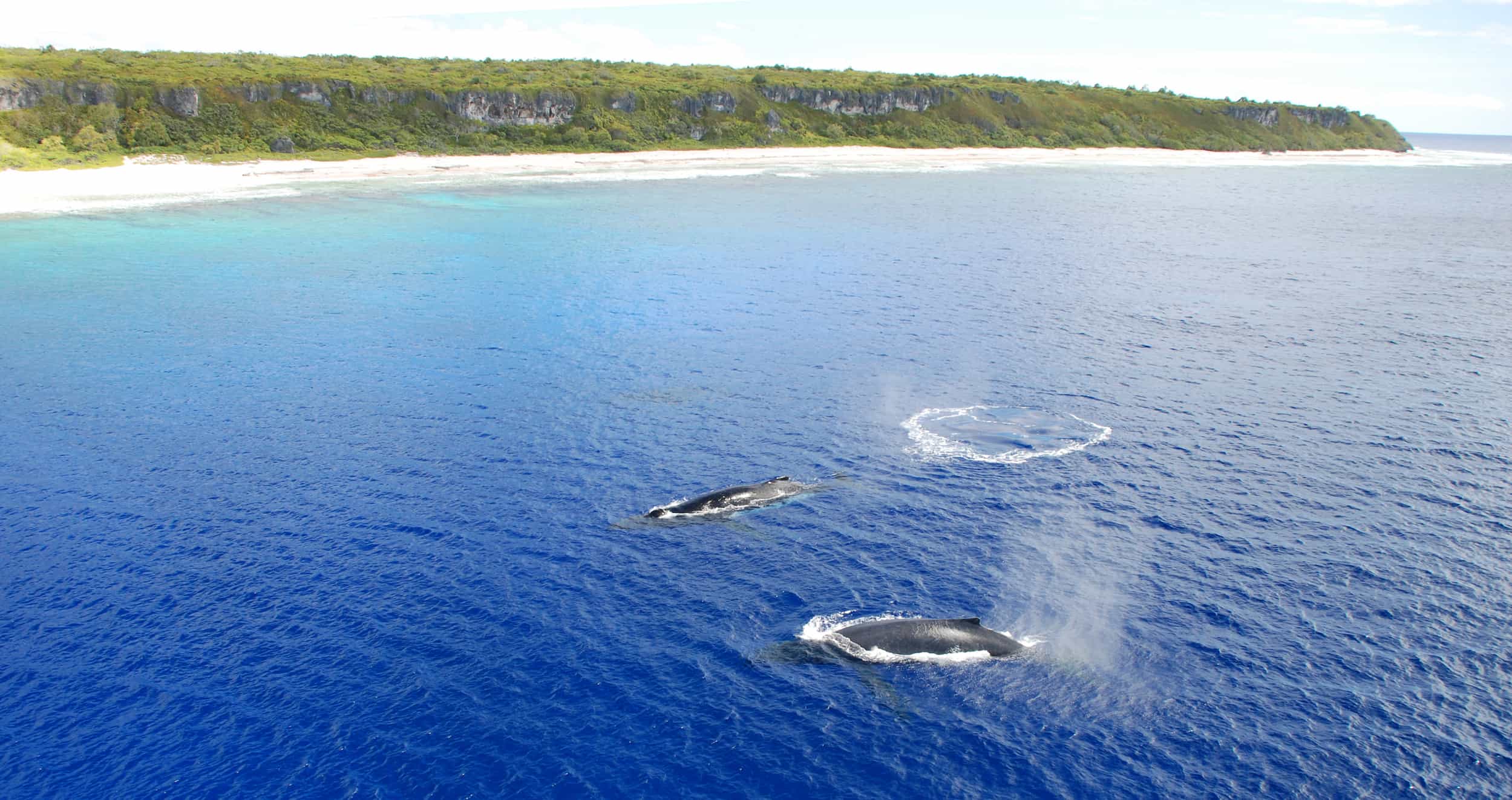 Humpback Whales close to Henderson Island. Photo: Steve Darroch