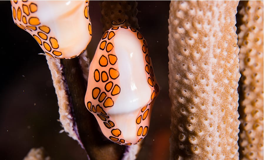 Flamingo tongue a marine mollusc on Montserrat's reef; Copyright: Emanuel Goncalves