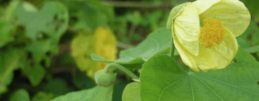 The endemic yellow fatu, Abutilon pitcairnense; Copyright: Stewart McPherson/BritainsTreasureIslands.com