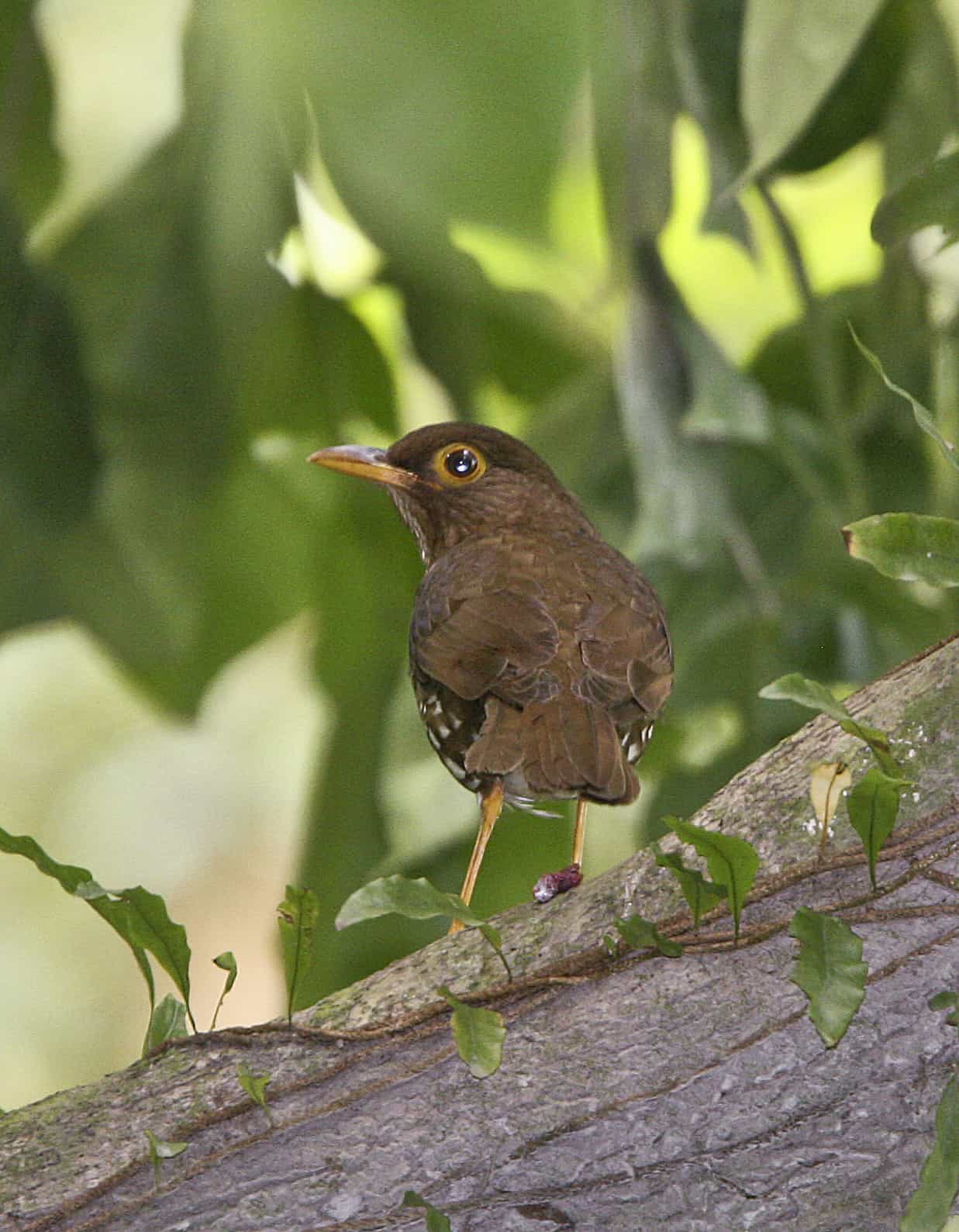 Forest thrush; Copyright: Dr Mike Pienkowski