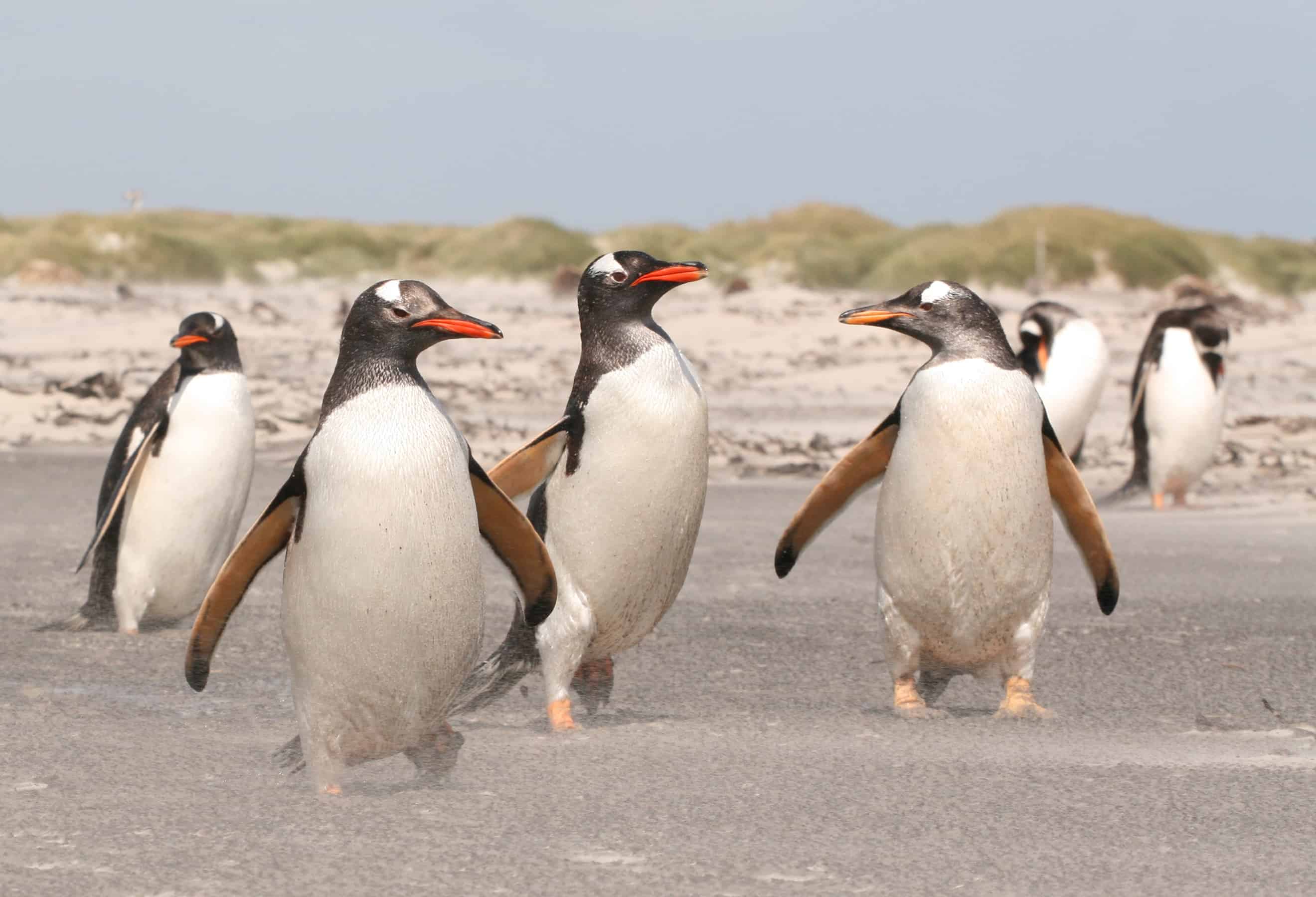 Gentoo march in the Falkland Islands; Copyright: Dr Sam Weber