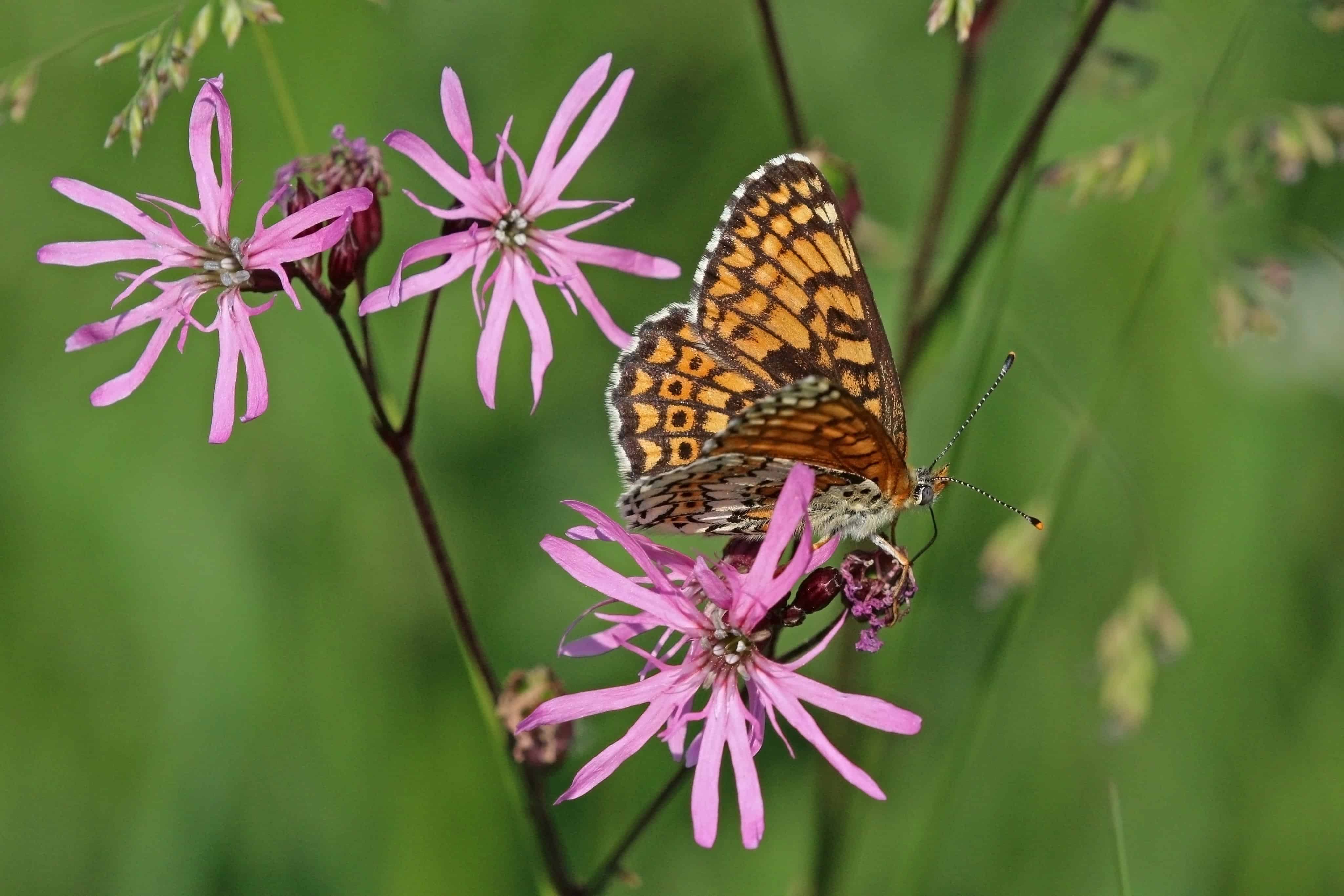 Glanville fritillary butterfly. By Charlesjsharp (Own work, from Sharp Photography, sharpphotography), CC BY-SA 4.0, Source, via Wikimedia Commons.