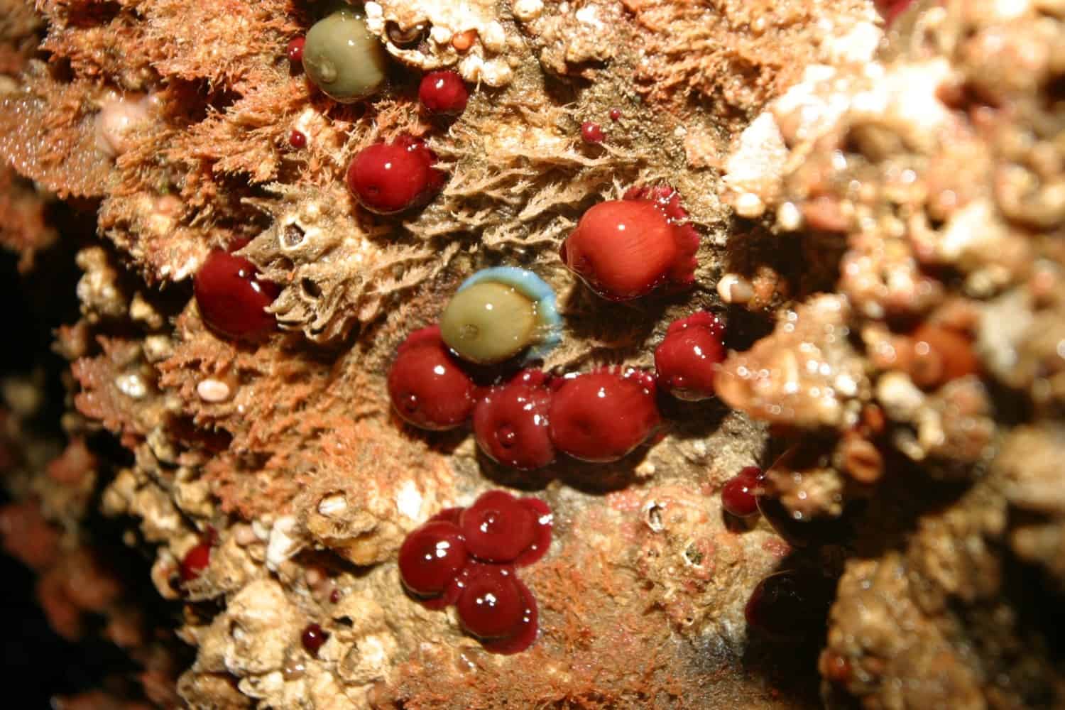 Some of the sub-tidal organisms, exposed at extreme low tide; because of the huge tidal range, this was the site where many species were first described, before diving apparatus became widely available. Copyright: Dr Mike Pienkowski