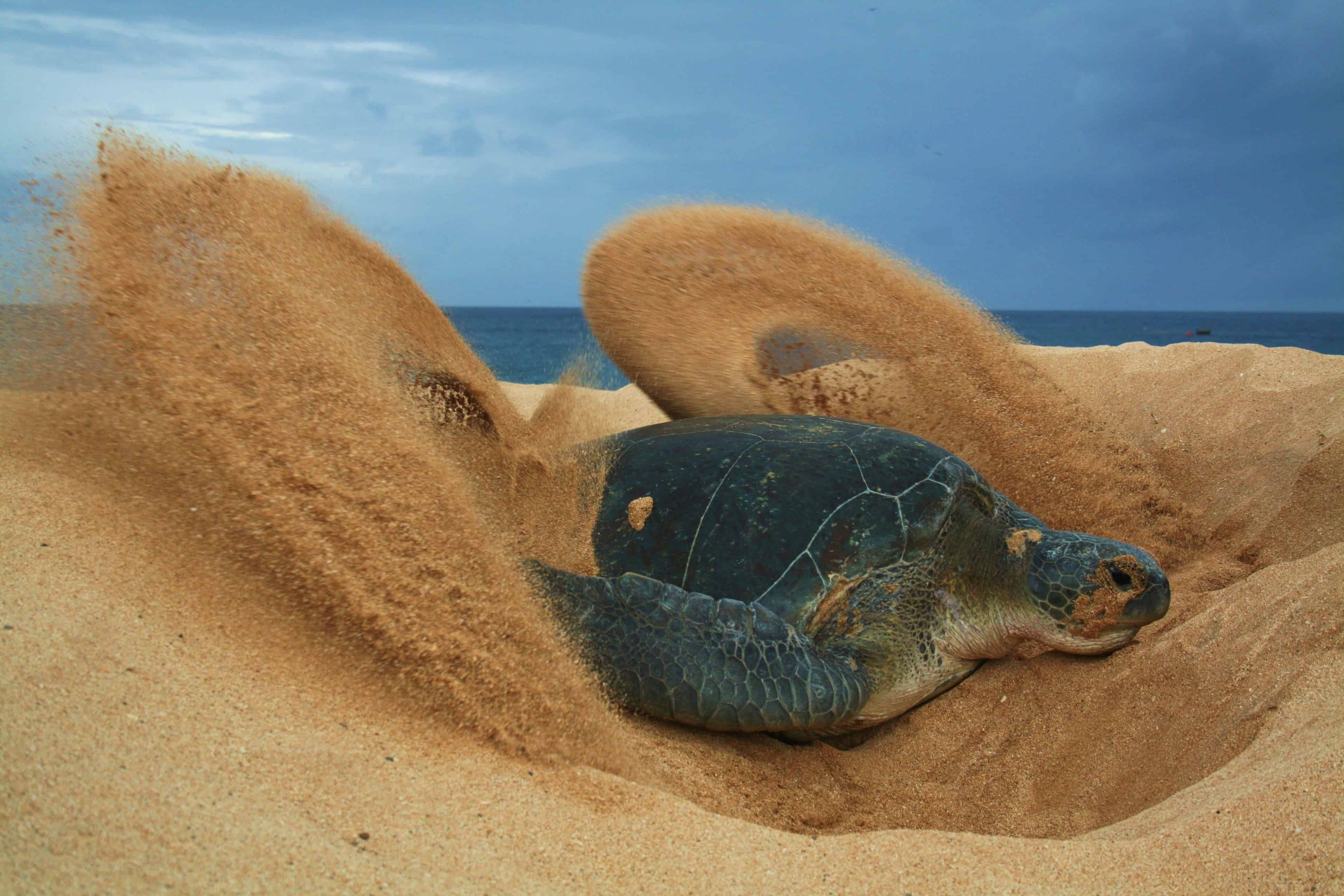 Green turtle covering up its eggs, Ascension Island; Copyright: Dr Sam Weber