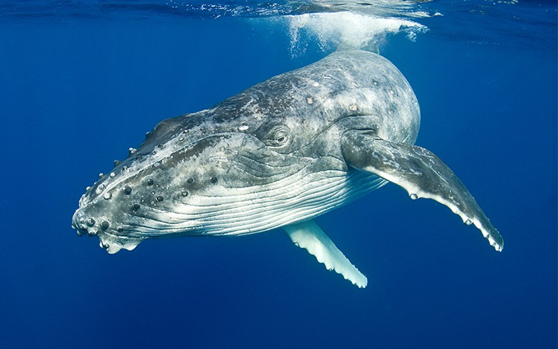 Humpback whales are one of the migratory species found in many of the UK Overseas Territories from the sub-polar to the tropics; Copyright: Ocean Safari Jane Jenkins