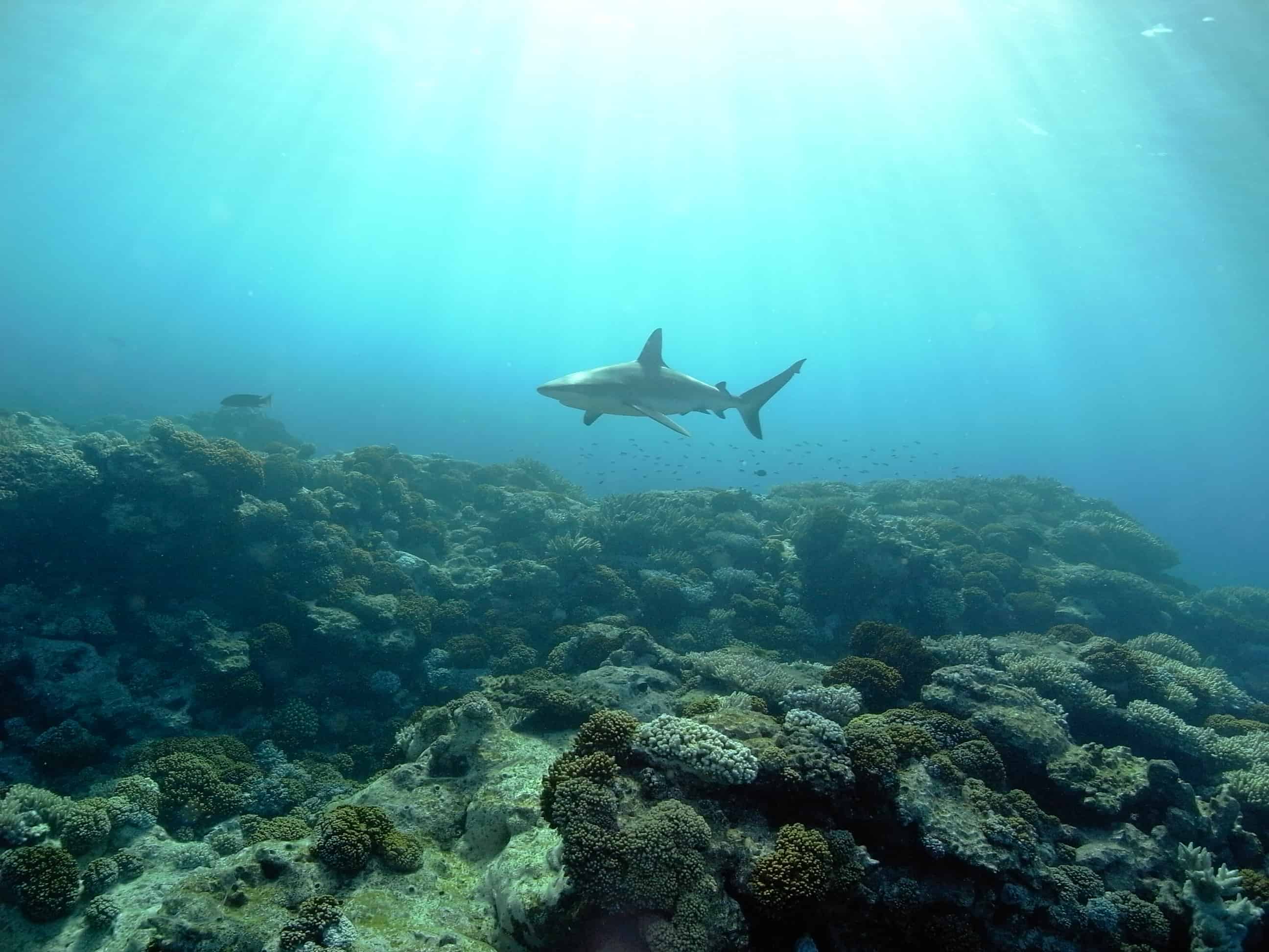 Gray reef shark patrols over the coral reef and below SV Southern Cross, Ducie Island. Copyright: Capt. Paul Green