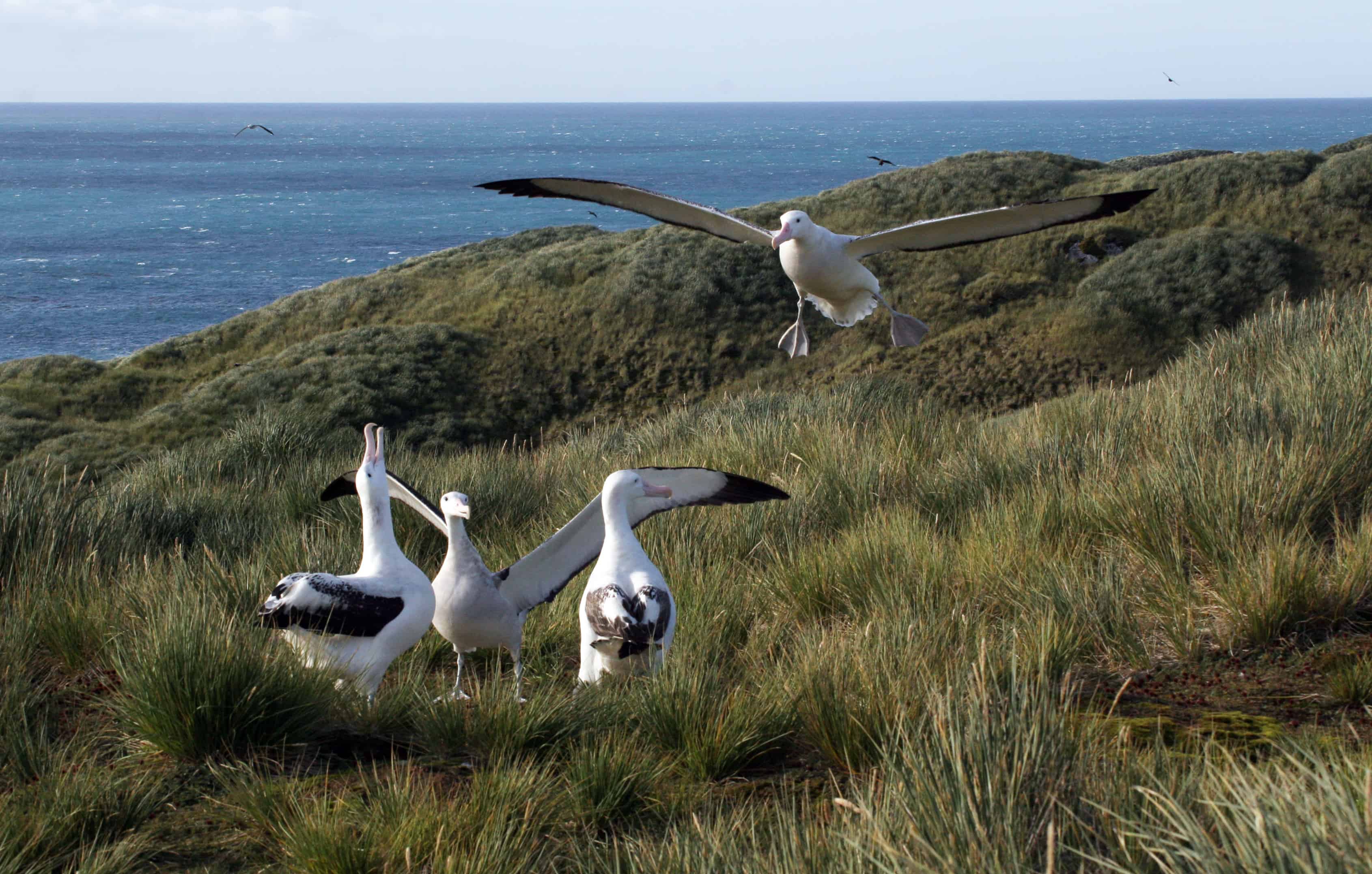 Wandering albatrosses display as another lands on breeding grounds in Bay of Isles. Copyright: Dr Mike Pienkowski