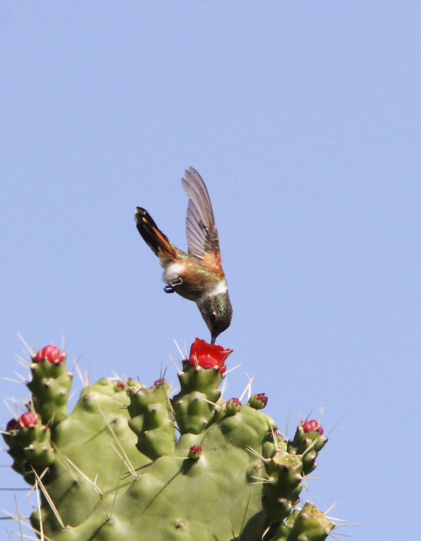 Bahama woodstar hummingbird (endemic to TCI and the Bahamas), feeding on nectar from the flower of a cactus. Copyright: Dr Mike Pienkowski