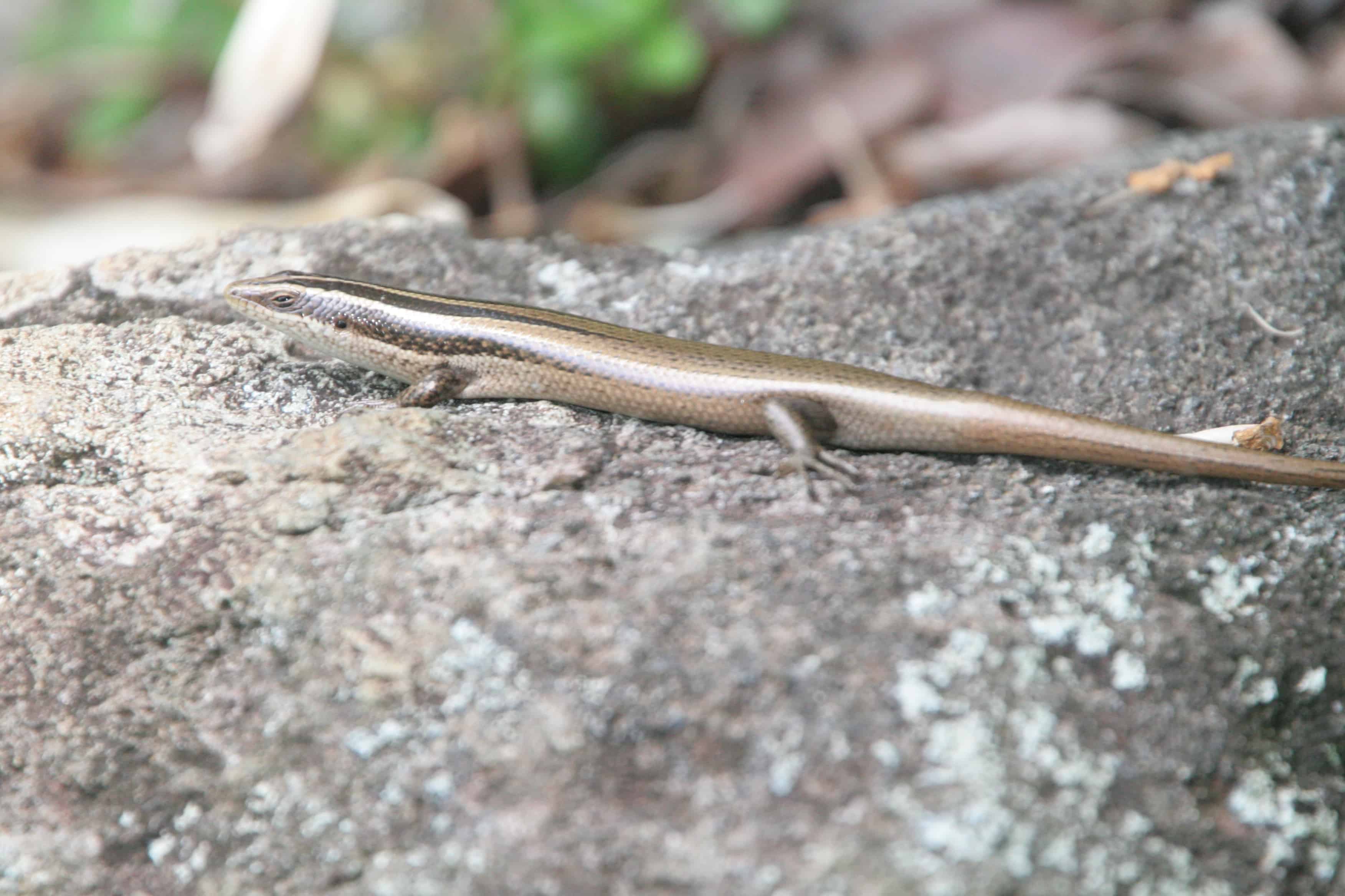 Lizard found in the BVI: Copyright: Dr Mike Pienkowski