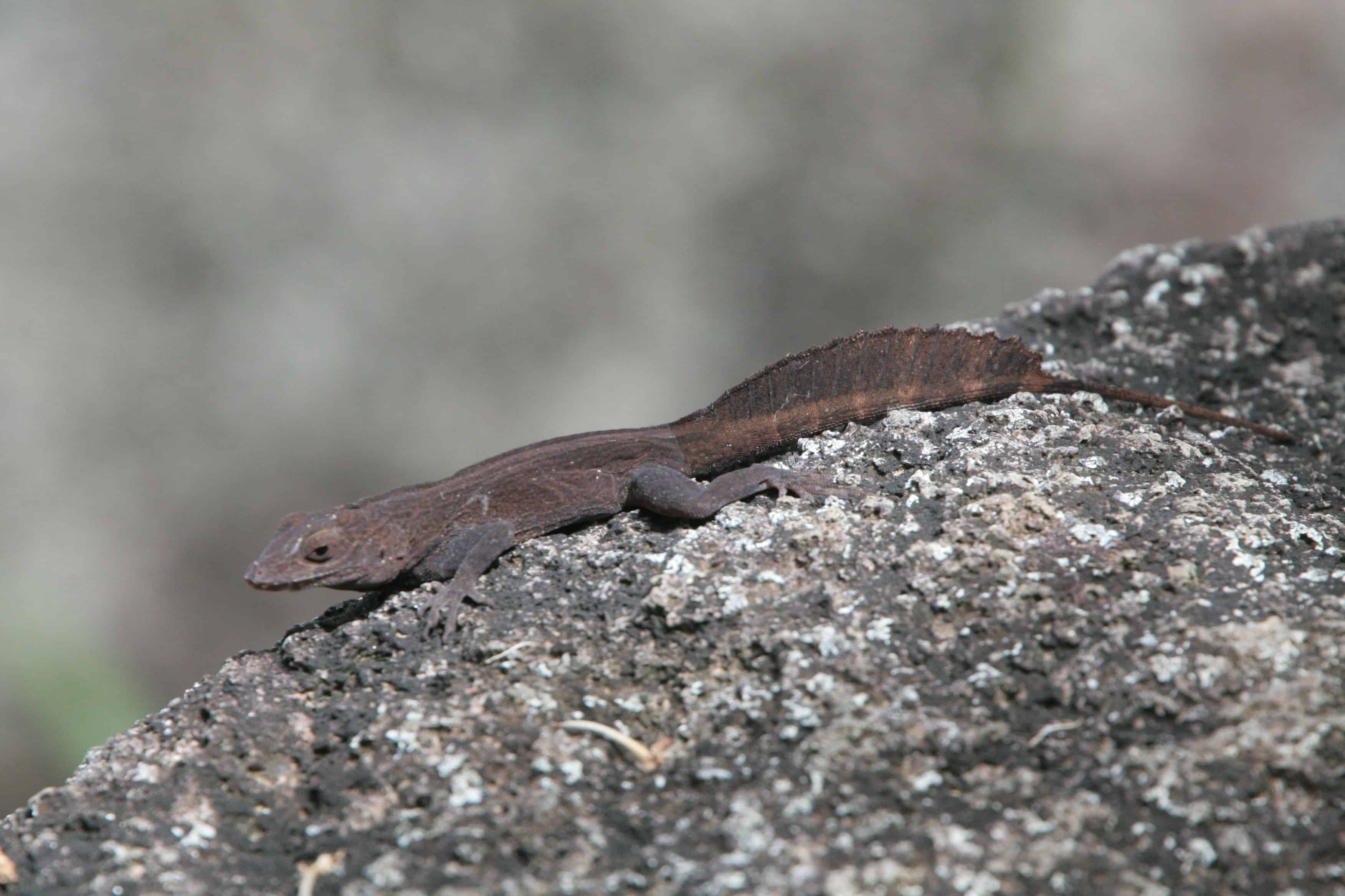 Lizard found in the BVI: Copyright: Dr Mike Pienkowski