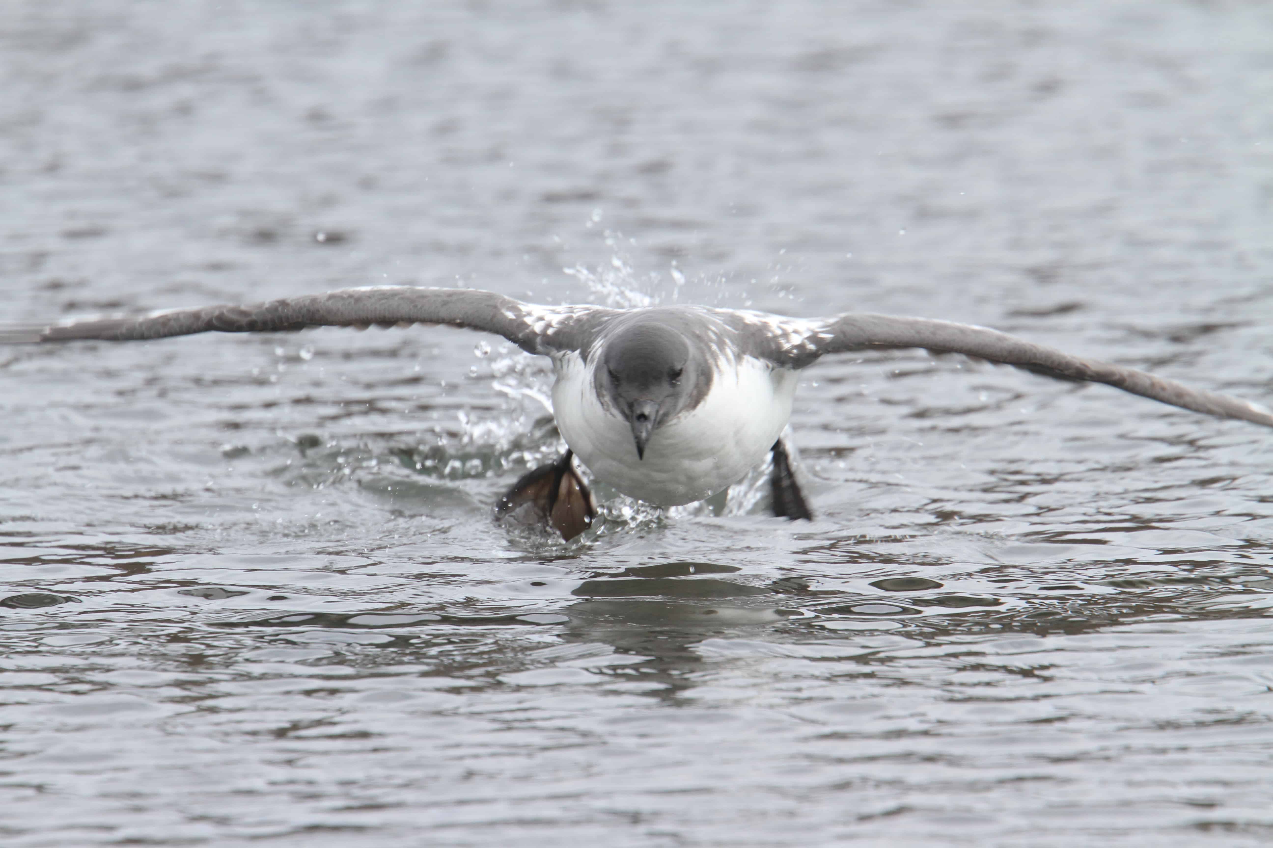 Cape petrel takes off from the lagoon in Deception Island, South Shetland Islands. Copyright: Dr Mike Pienkowski