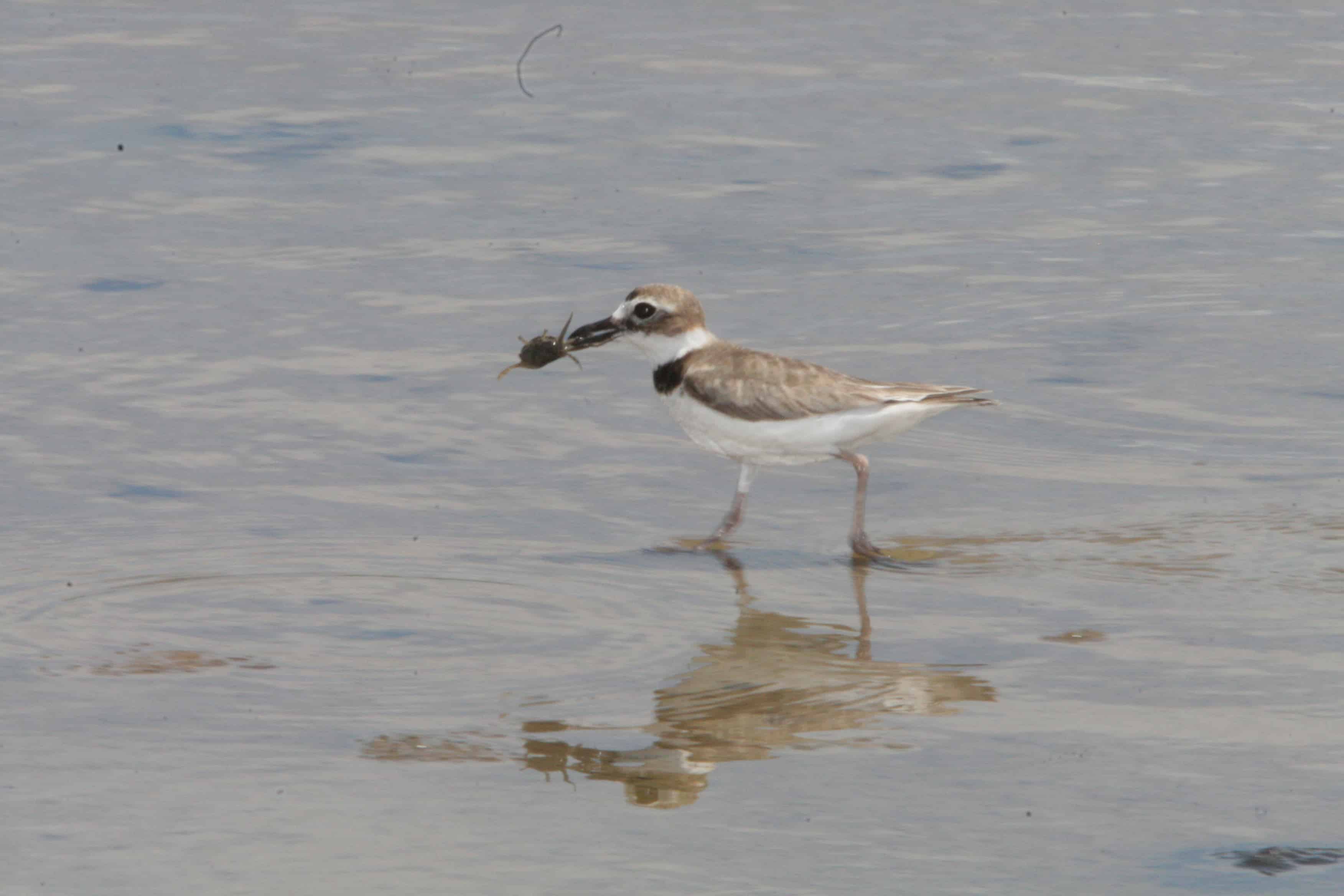 Wilson's plover captures crab; Copyright: Dr Mike Pienkowski