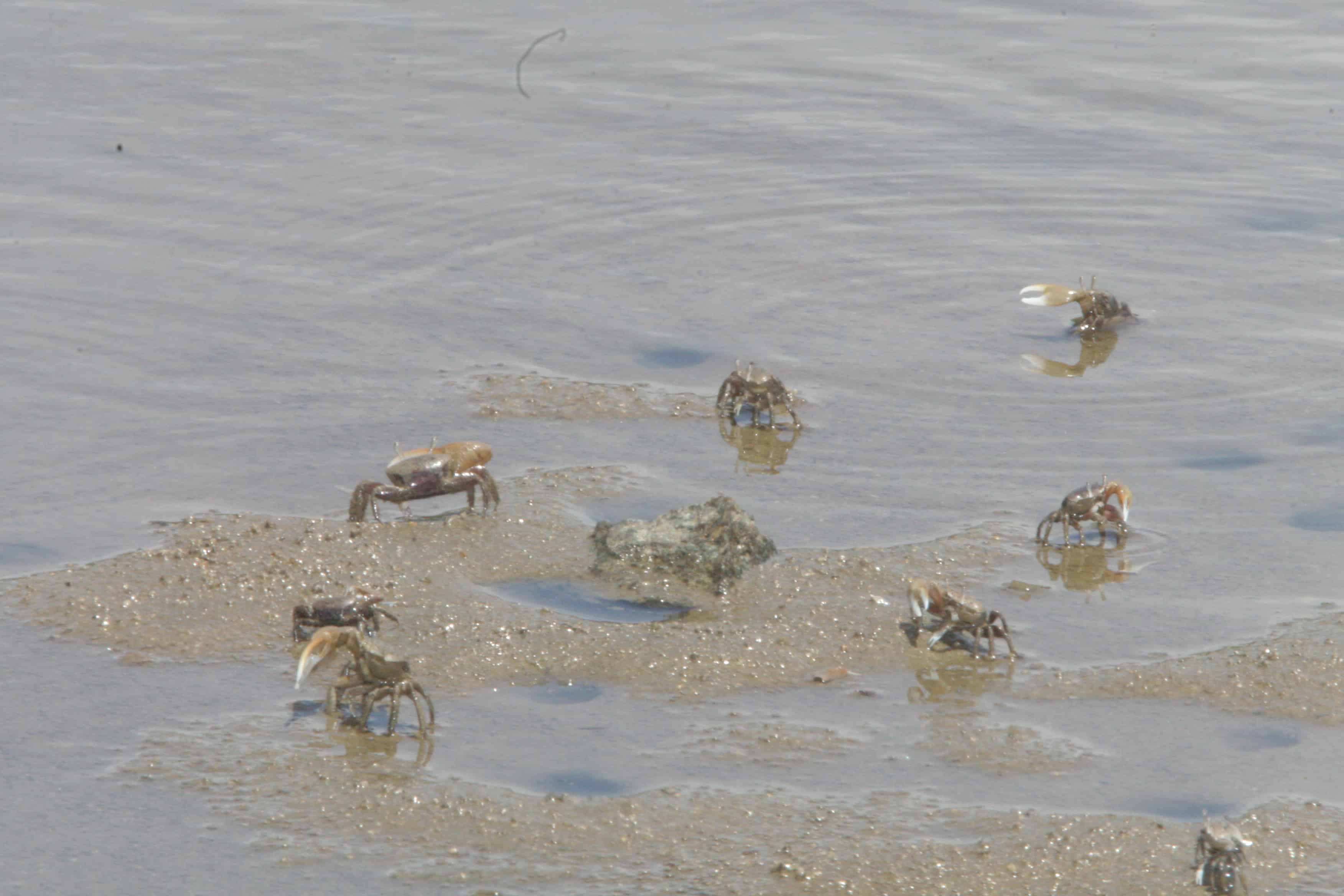 Wilson's plover captures crab, some areas being rather rich in several species of these (above right). Copyright: Dr Mike Pienkowski