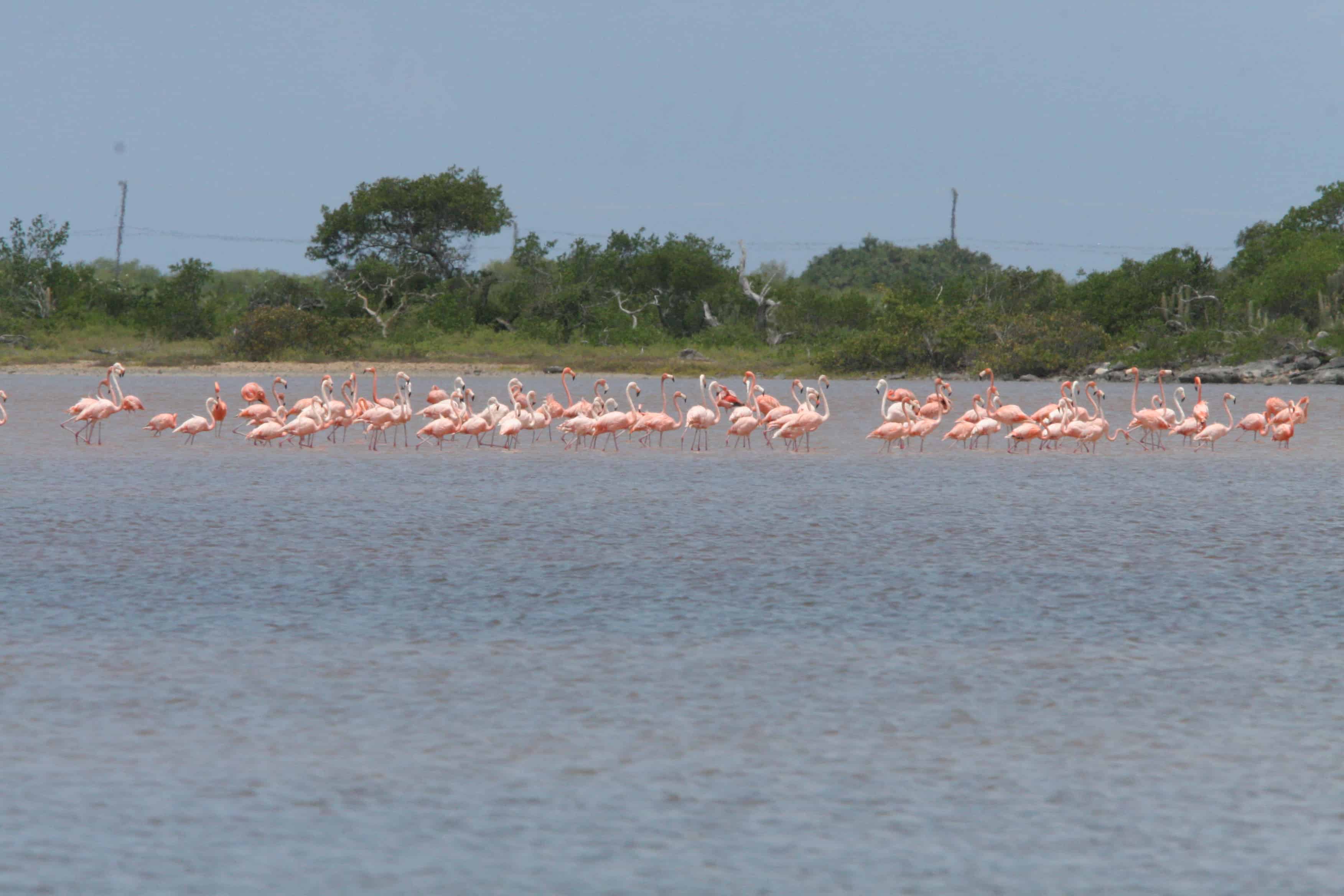Flamingos at the Western Salt Ponds, Anegada. Copyright: Dr Mike Pienkowski